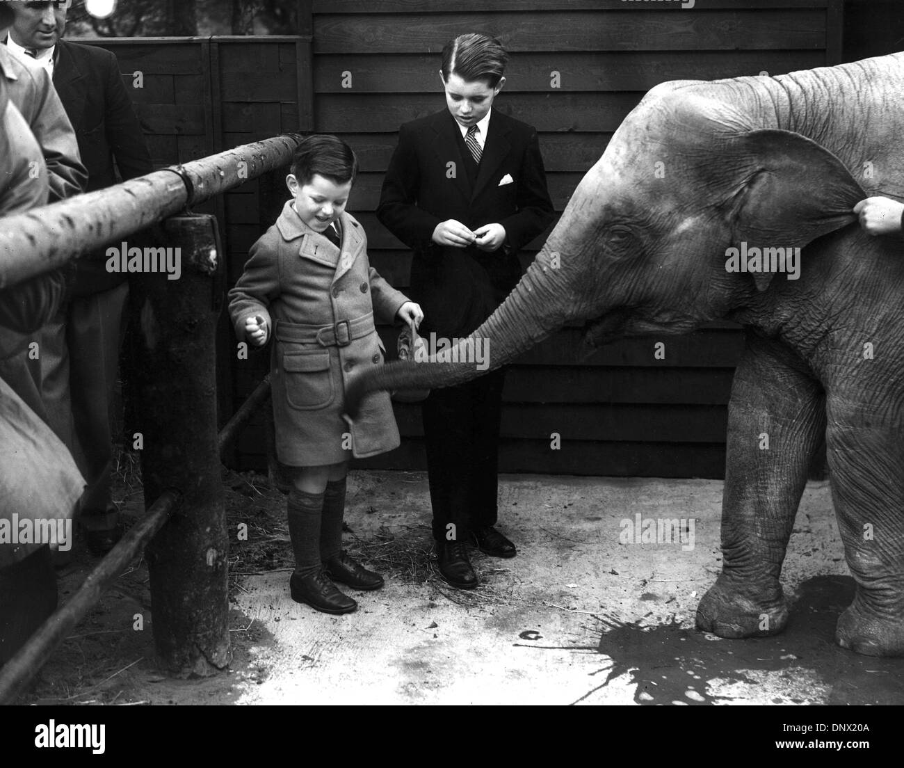 Geben Sie 6. Februar 1938 - London, England, U.K - TEDDY KENNEDY (links) und Bruder BOBBY Kennedy (rechts), etwas Zucker BABAR der Baby-Elefant, nach der Eröffnung des neuen Childrens Zoo im Regents Park. (Kredit-Bild: © KEYSTONE Bilder USA/ZUMAPRESS.com) Stockfoto