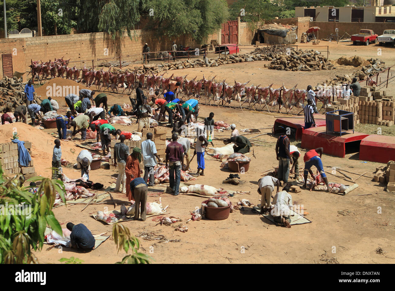 Männer aus der Gemeinde in Niamey, Niger arbeiten zusammen, um Schafe zu opfern, als Teil der Feier des Tabaski (Eid-al-Adha) Stockfoto