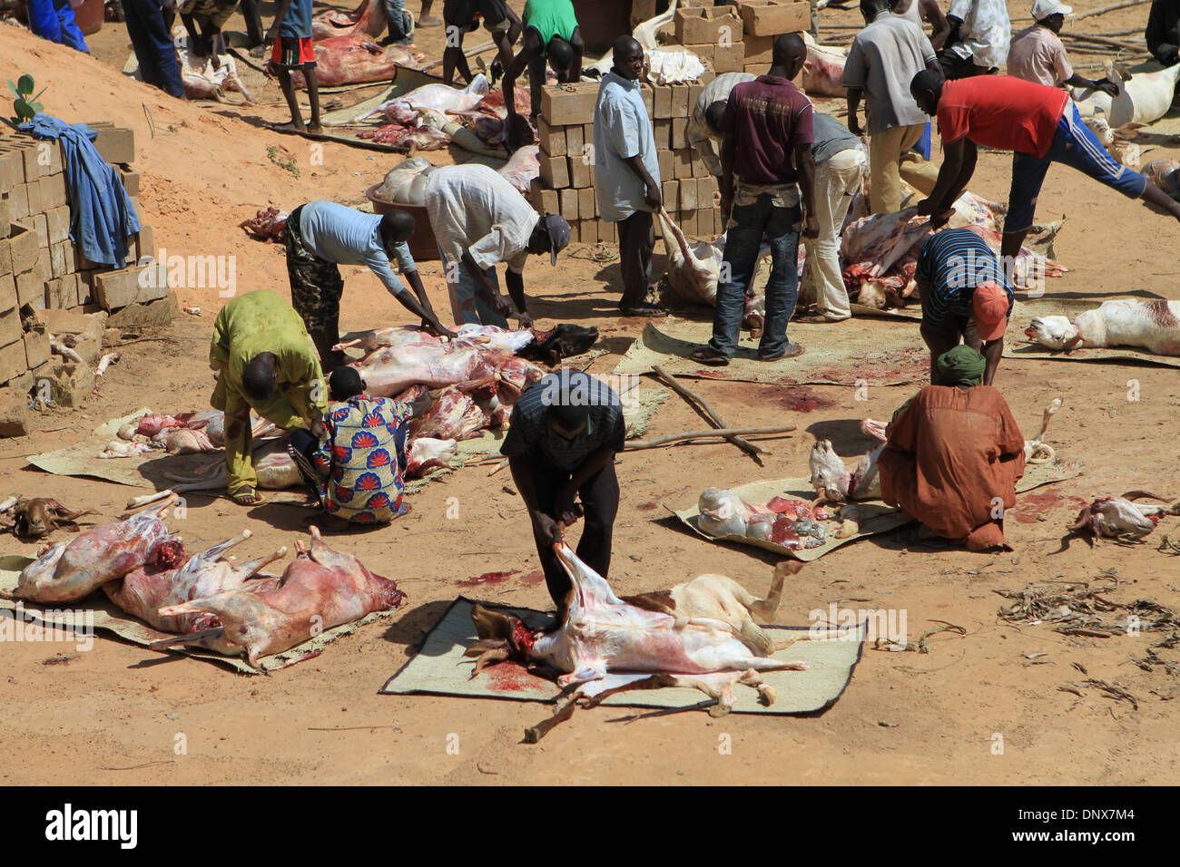 Männer aus der Gemeinde in Niamey, Niger arbeiten zusammen, um Schafe zu opfern, als Teil der Feier des Tabaski (Eid-al-Adha) Stockfoto