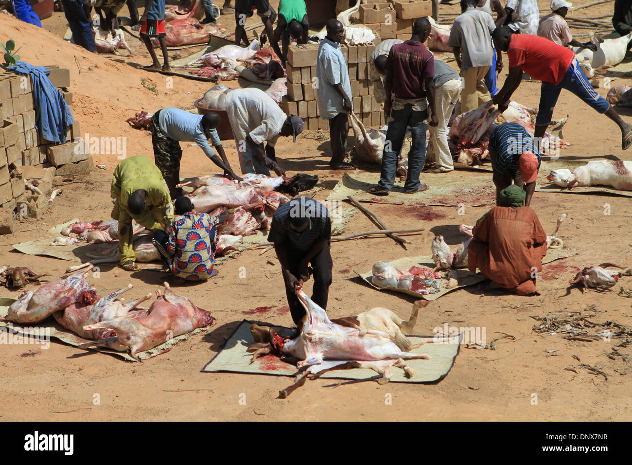 Männer aus der Gemeinde in Niamey, Niger arbeiten zusammen, um Schafe zu opfern, als Teil der Feier des Tabaski (Eid-al-Adha) Stockfoto