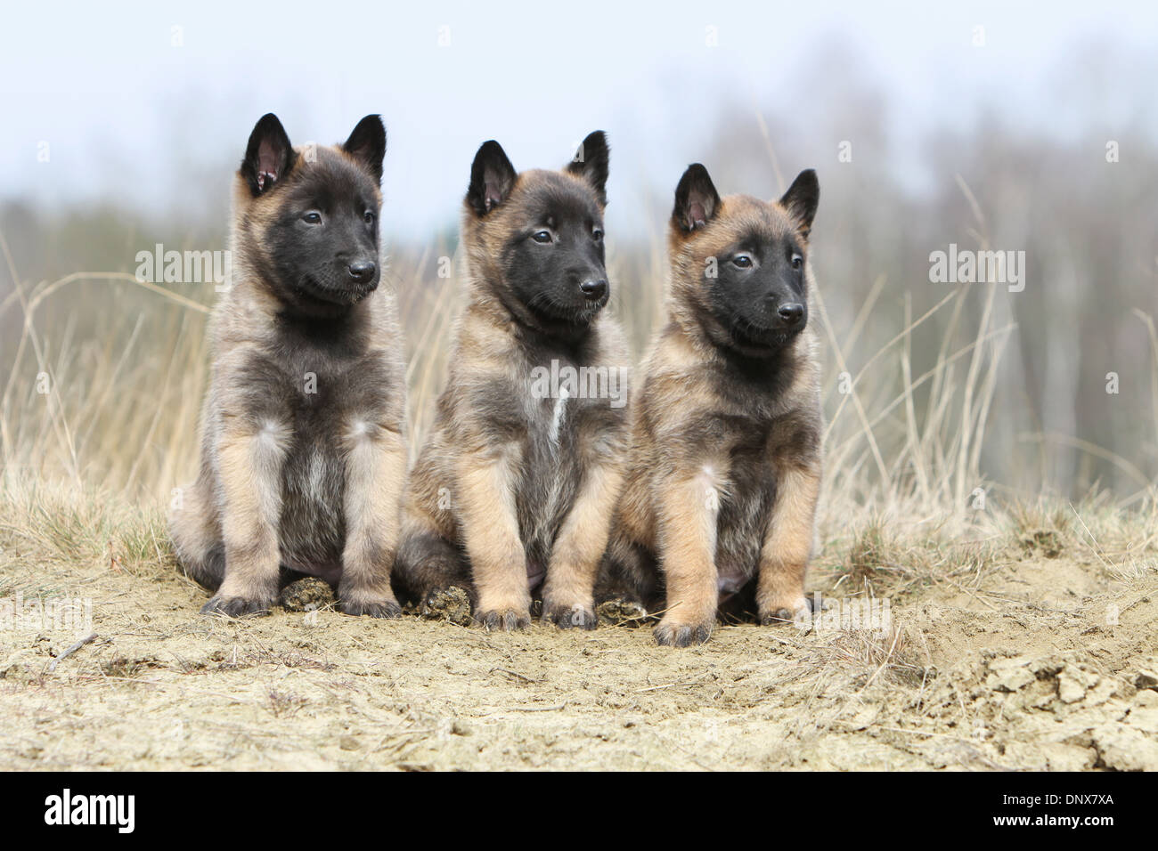 Belgischer Schäferhund Malinois drei Welpen sitzen in Dünen Hund  Stockfotografie - Alamy
