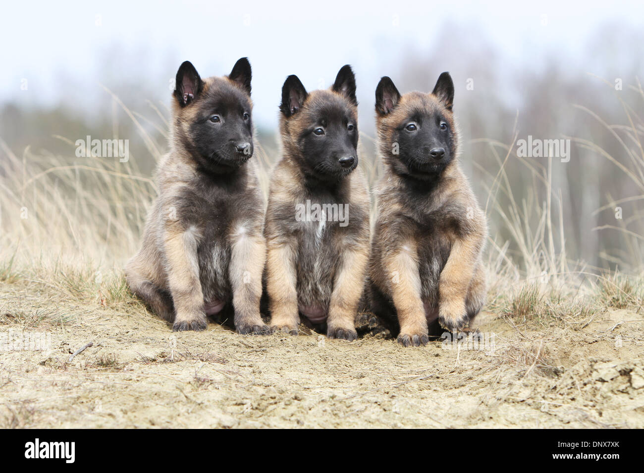 Belgischer Schäferhund Malinois drei Welpen sitzen auf dem Sand Hund  Stockfotografie - Alamy