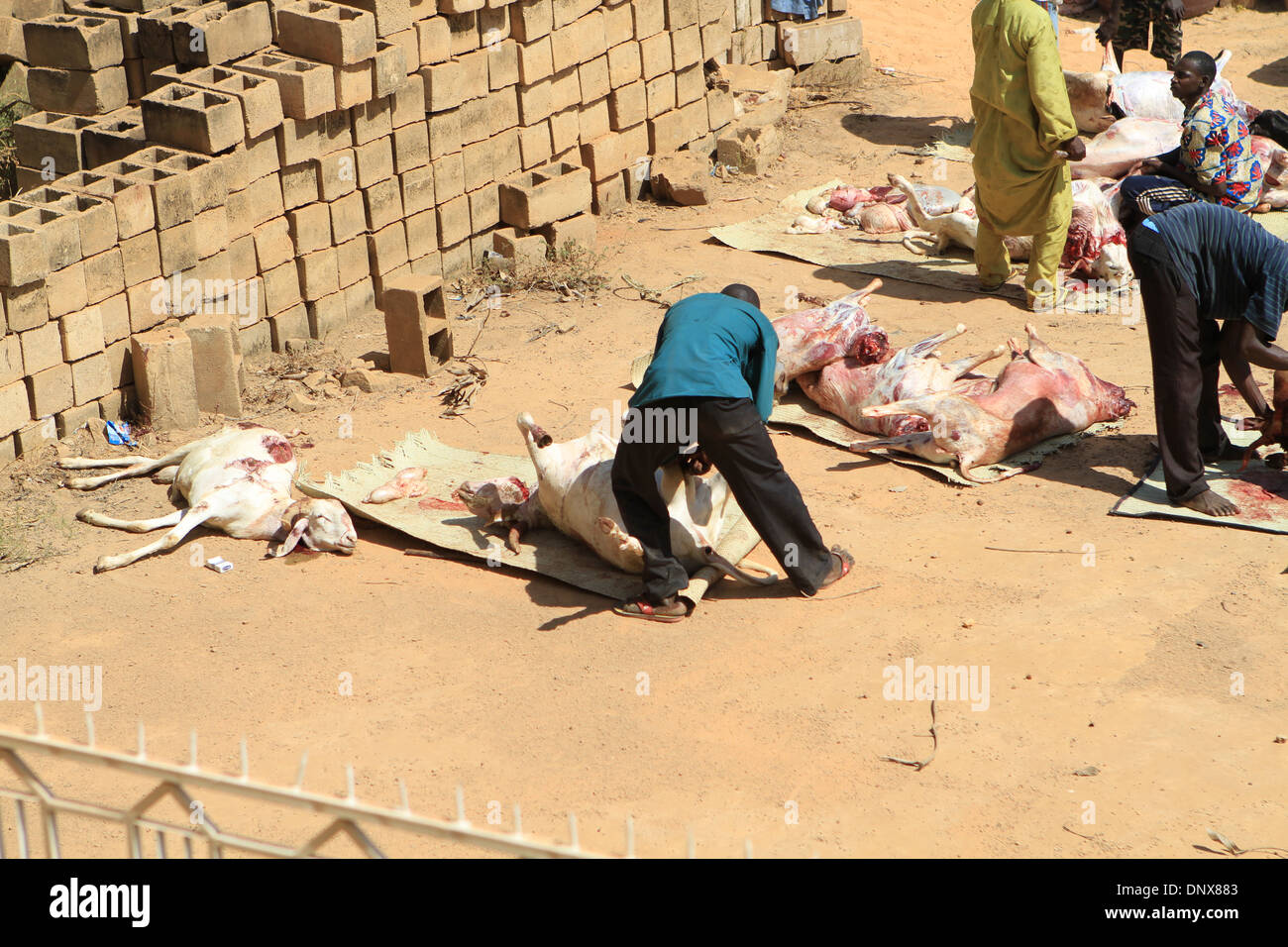 Männer aus der Gemeinde in Niamey, Niger arbeiten zusammen, um Schafe zu opfern, als Teil der Feier des Tabaski (Eid-al-Adha) Stockfoto