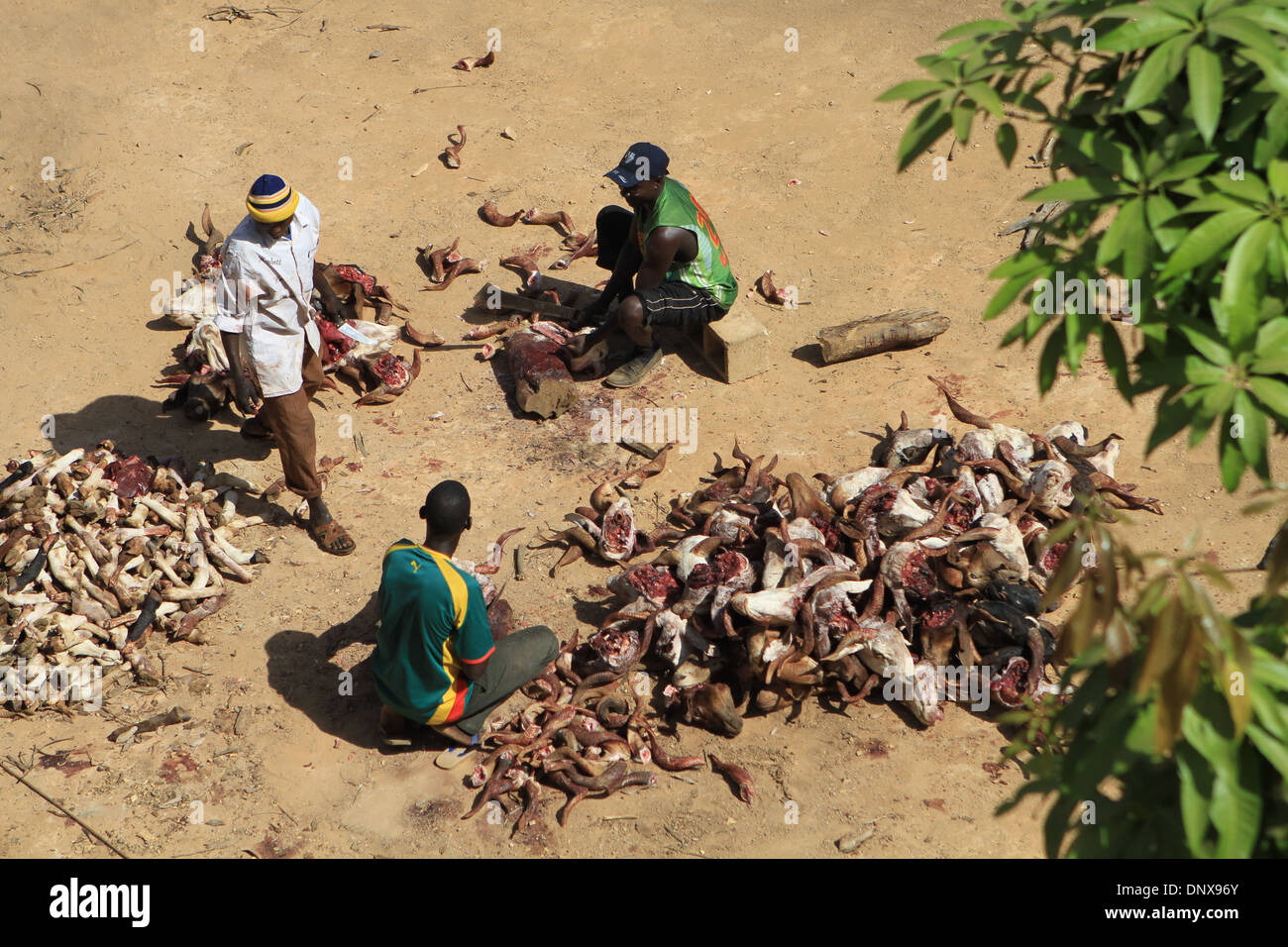 Männer aus der Gemeinde in Niamey, Niger arbeiten zusammen, um Schafe zu opfern, als Teil der Feier des Tabaski (Eid-al-Adha) Stockfoto