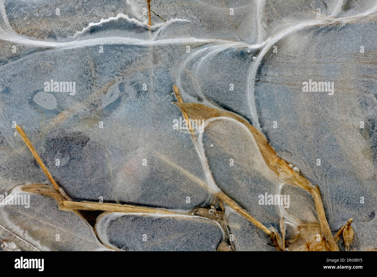 Eis-Muster in einer Pfütze, Greater Sudbury, Ontario, Kanada Stockfoto
