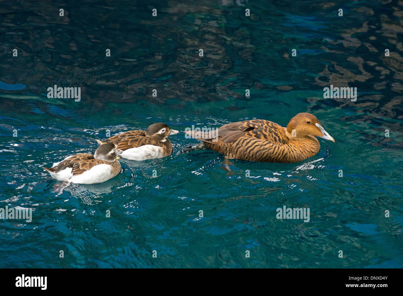 Eine weibliche gemeinsame Eider und jung. Stockfoto