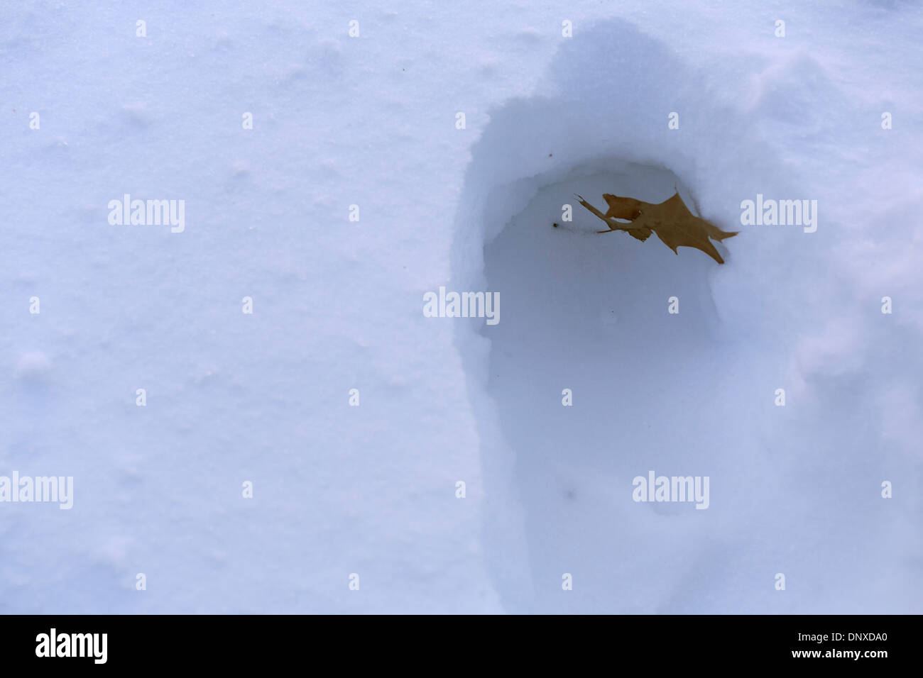 Winter-Schnee-Sturm in Indianapolis am 6. Januar 2014. Totes Blatt in ein Schnee-Fußdruck. Stockfoto