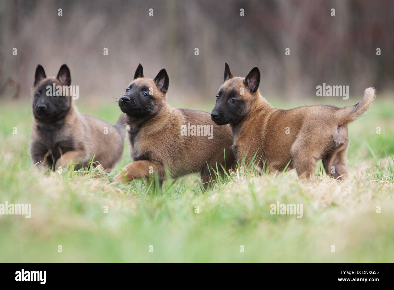 Hund Belgischer Schäferhund Malinois / drei Welpen stehen auf einer Wiese Stockfoto, Bild