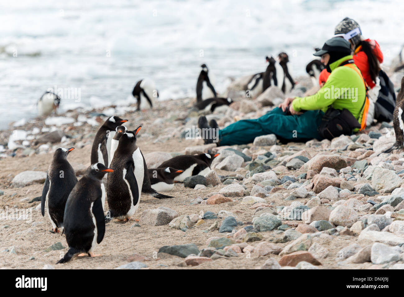 NEKO HARBOUR, Antarktis – Gentoo-Pinguine versammeln sich an den felsigen Ufern des Neko Harbour, einer kleinen Bucht auf der Antarktischen Halbinsel. Die Pinguine, erkennbar an ihren weißen Augenflecken und orange-roten Schellen, wackeln über den mit Kieselsteinen übersäten Strand vor der Kulisse von Gletschern und eisigen Bergen. Neko Harbour, bekannt für seine große Gentoo-Kolonie, bietet Besuchern einen Einblick in den natürlichen Lebensraum der Pinguine an einem der abgelegensten Orte der Erde. Stockfoto