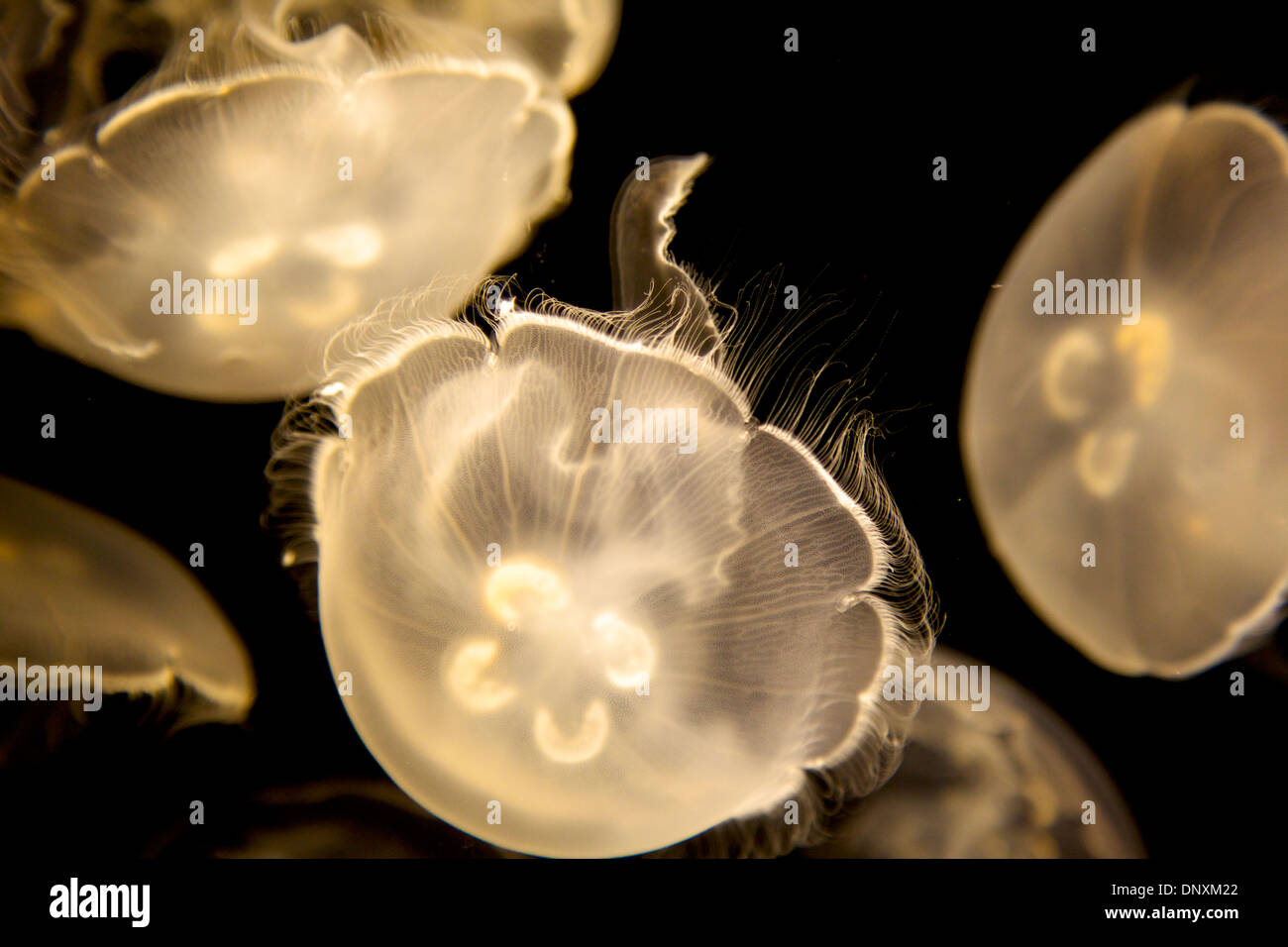 Gelees im Long Beach aquarium Stockfoto