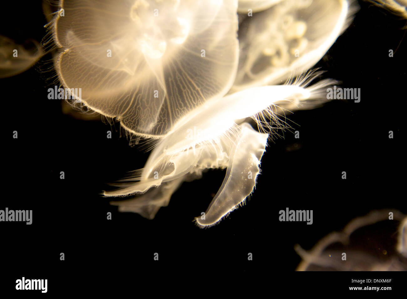 Gelees im Long Beach aquarium Stockfoto