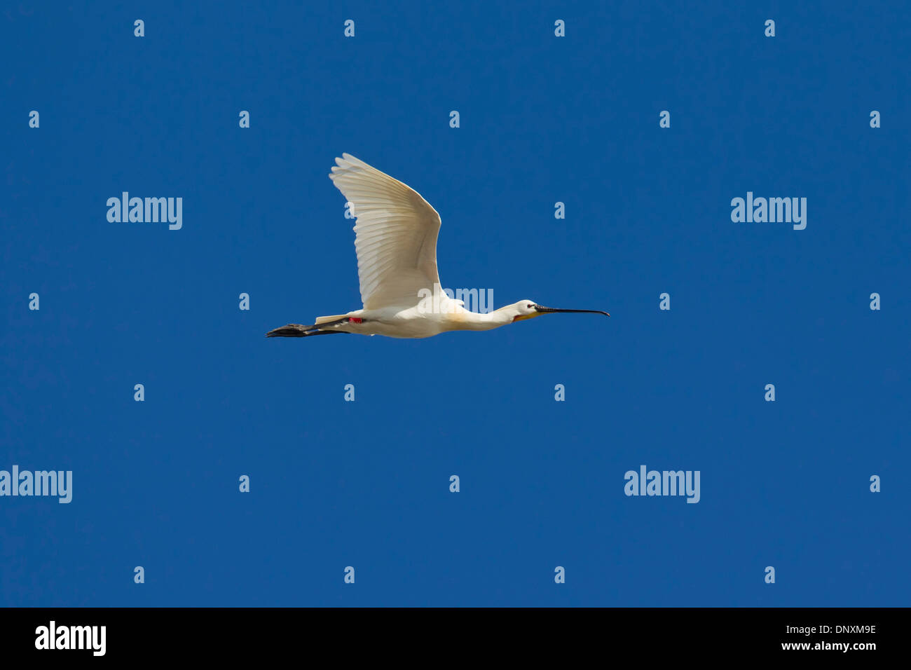 Eurasische Löffler / gemeinsame Löffler (Platalea Leucorodia) im Flug Stockfoto