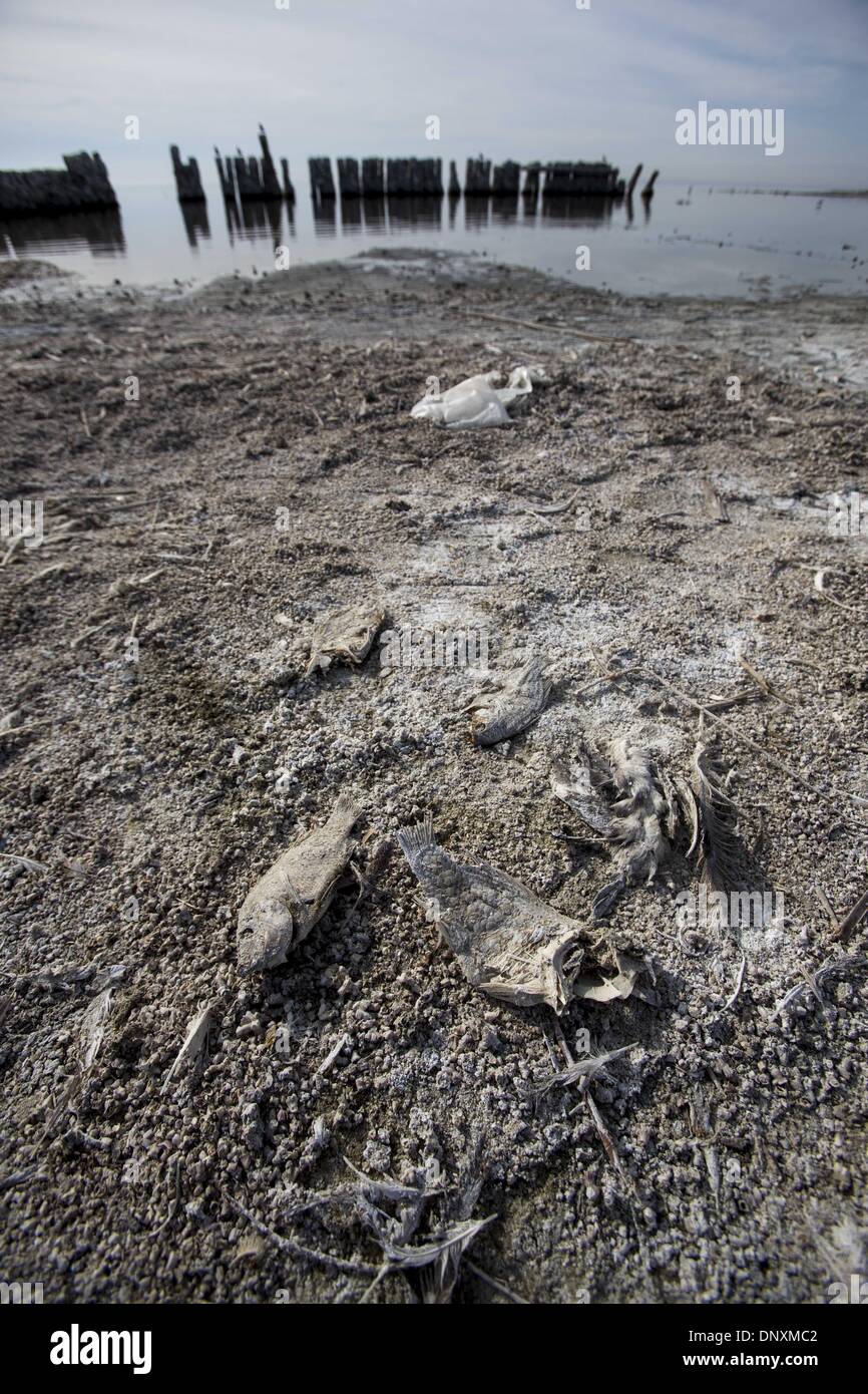 Los Angeles, Kalifornien, USA. 4. Januar 2014. Tote Fische sind in der Ufer des Salton Meeres auf Samstag, 4. Januar 2014 in Bombay Beach, Kalifornien gesehen. The Salton Sea ist unter dem Druck einer unterzeichneten vor einem Jahrzehnt, das die Menge des Wassers, die den See eingibt verringert, Wasser Transfer Vereinbarung potenziell Wasserstände fallen schneller im Jahr 2017 fahren. Jedoch konnte von grüner Energieprojekte mindestens einen Teil von der Kasse Einnahmen der Staat müsste the Salton Sea, MyDesert.com Notizen wiederherstellen. Ringo Chiu/ZUMAPRESS.com/Alamy © Live-Nachrichten Stockfoto