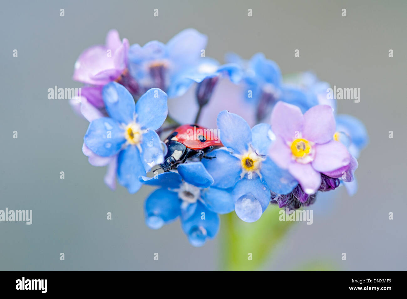 Nahaufnahme der zarten blauen Vergiss mich nicht Blumen - Myosotis mit einem Marienkäfer ruhen in den Blumen Stockfoto