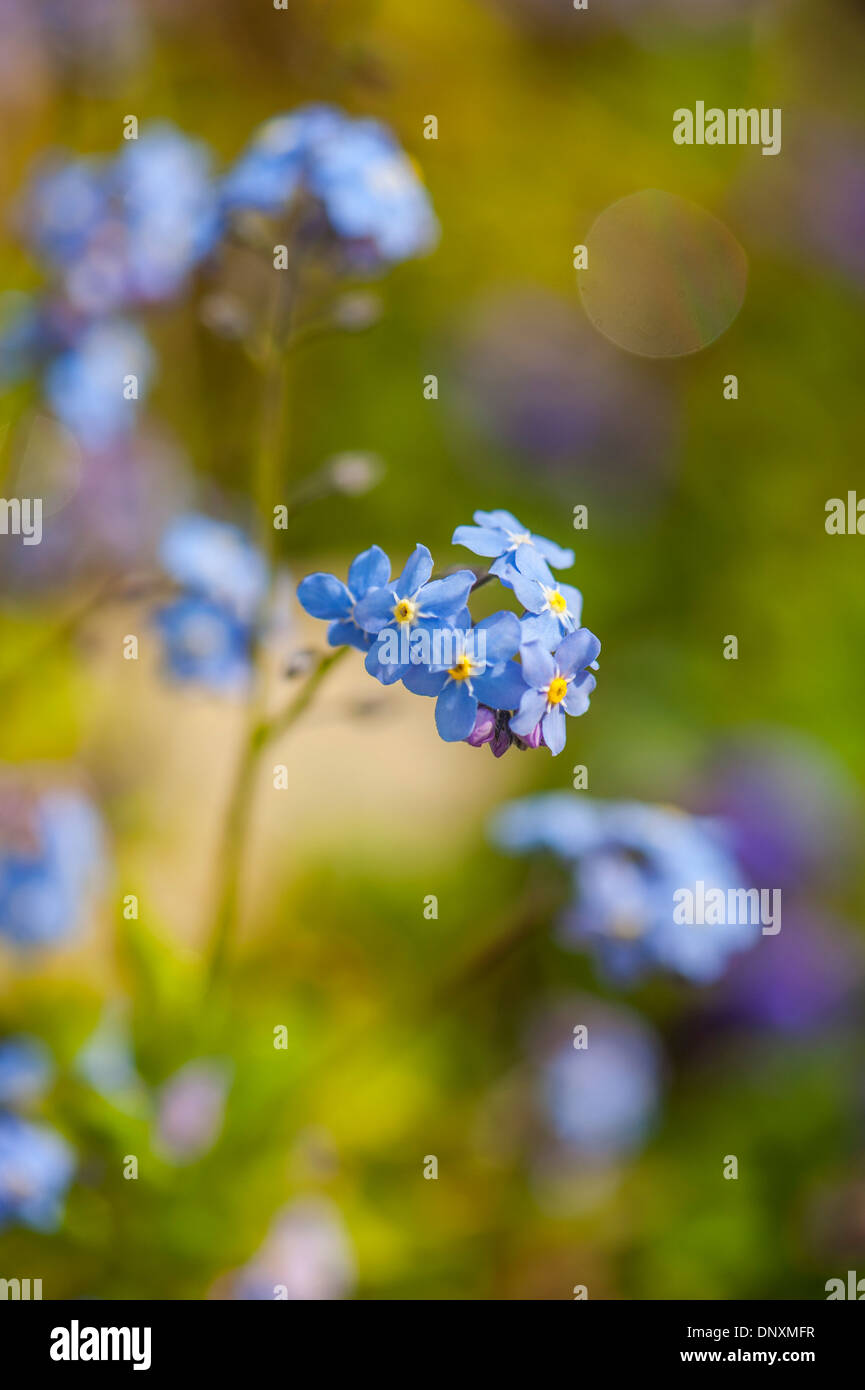 Nahaufnahme der zarten blauen Vergiss mich nicht Blumen - Myosotis. Stockfoto