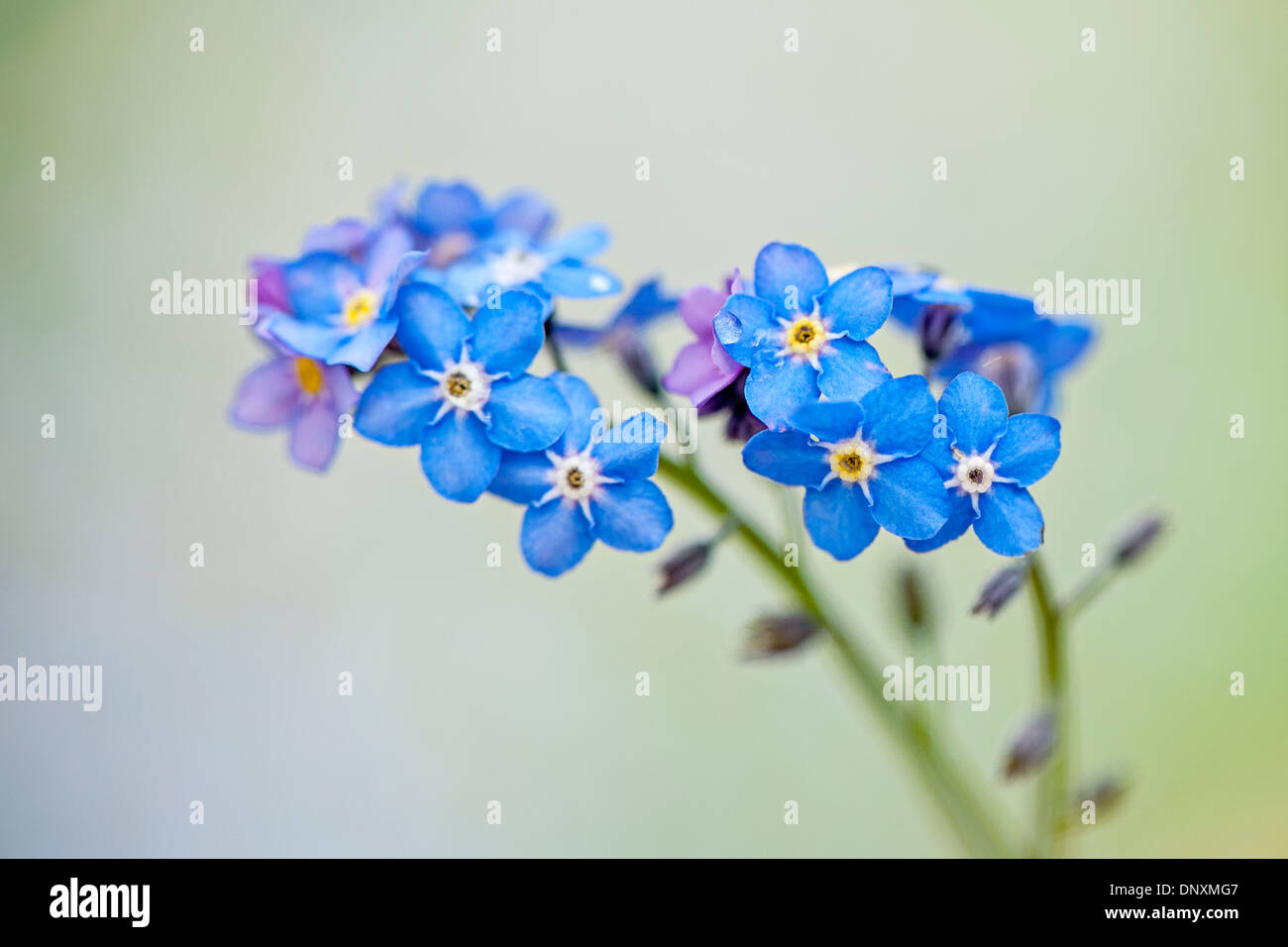 Nahaufnahme der zarten blauen Vergiss mich nicht Blumen - Myosotis. Stockfoto