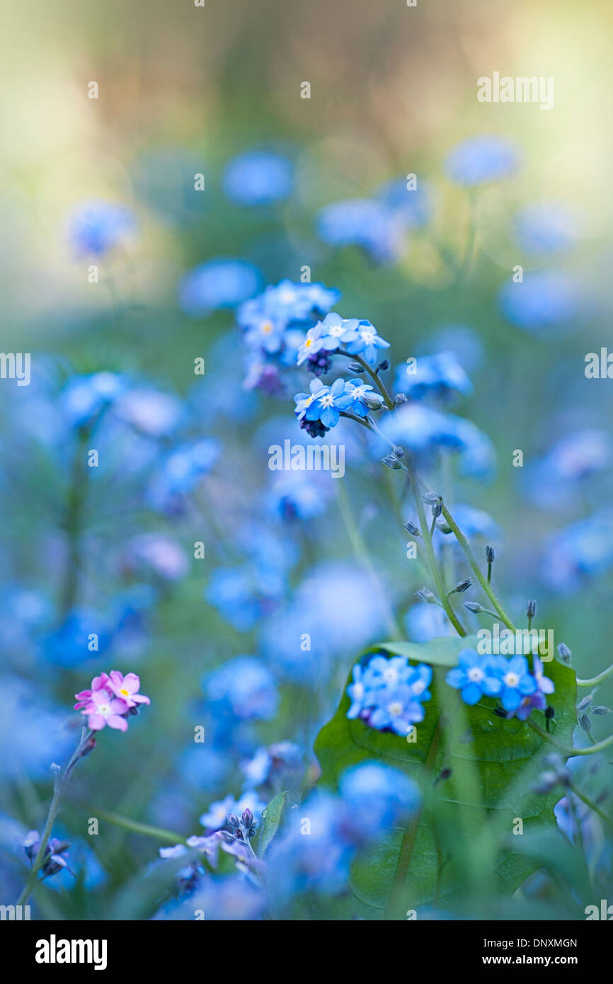 Nahaufnahme der zarten blauen Vergiss mich nicht Blumen - Myosotis. Stockfoto