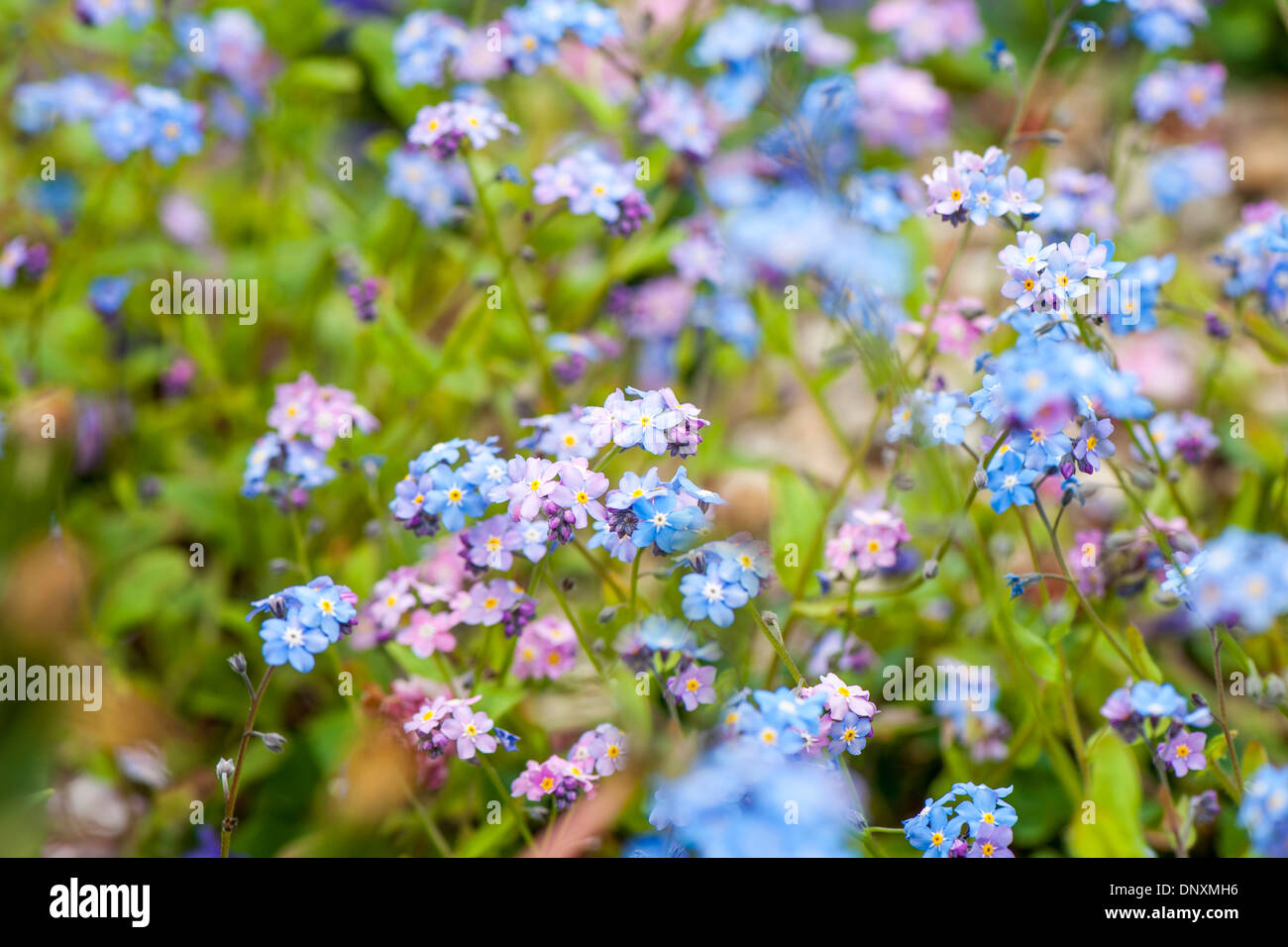 Nahaufnahme Bild von der zarten blauen & rosa Vergiss mich nicht Blumen - Myosotis. Stockfoto
