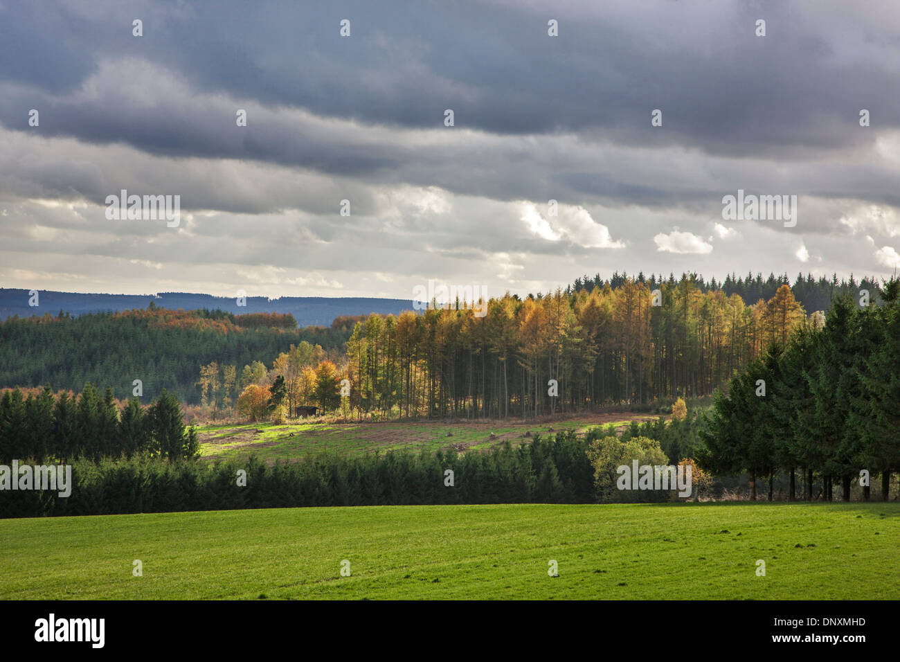 Ländliche Landschaft Felder und Wälder im Herbst in der Nähe von Vivy in den belgischen Ardennen, Luxemburg, Belgien Stockfoto