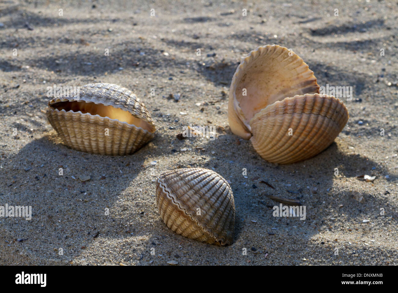 Gemeinsame / essbare Herzmuschel (Cerastoderma Edule / Cardium Edule) Muscheln am Strand Stockfoto