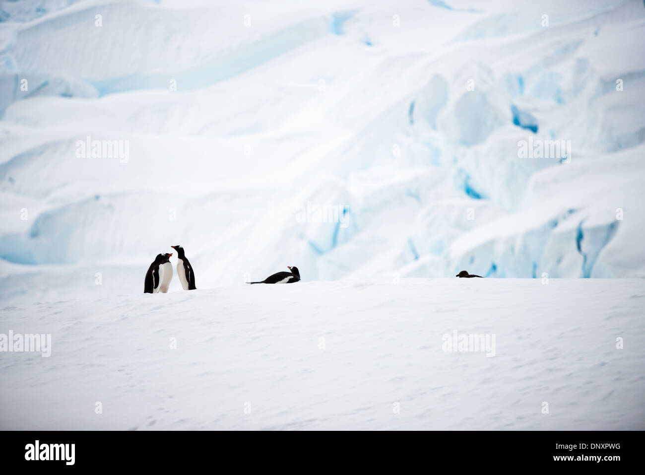 Antarktis - Fünf Gentoo Penguins auf dem Eis am Ufer des Curtis Bay auf der Antarktischen Halbinsel. Stockfoto