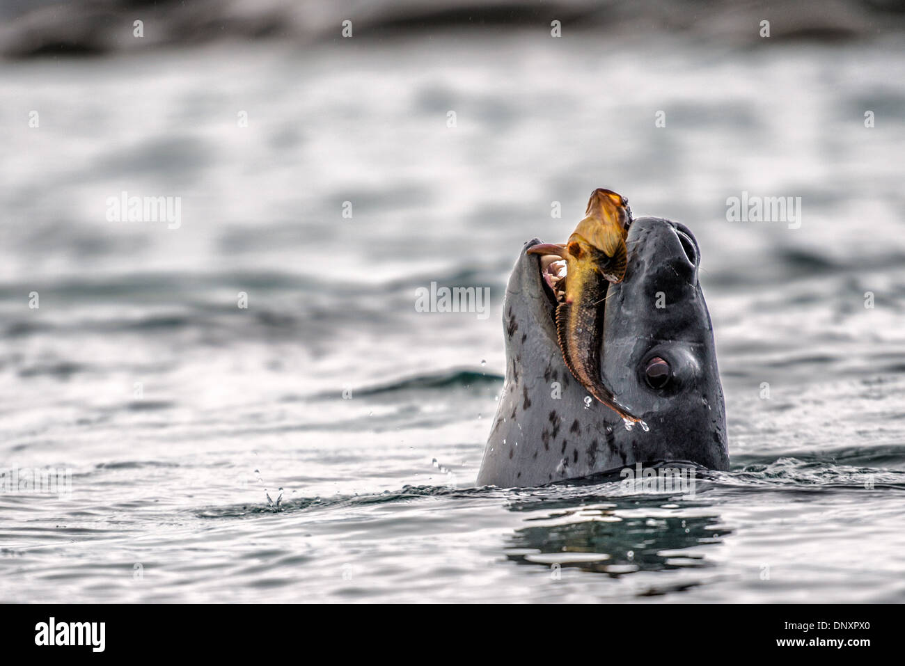 Leopardenrobbe fängt Bullhead antarktischen Kabeljau Curtis Bay Antarktis Peninsula // Eine Leopardenrobbe fängt und zeigt einen Bullhead antarktischen Kabeljau (Notothenia corrceps (neglecta) in der Curtis Bay auf der Antarktischen Halbinsel. Stockfoto