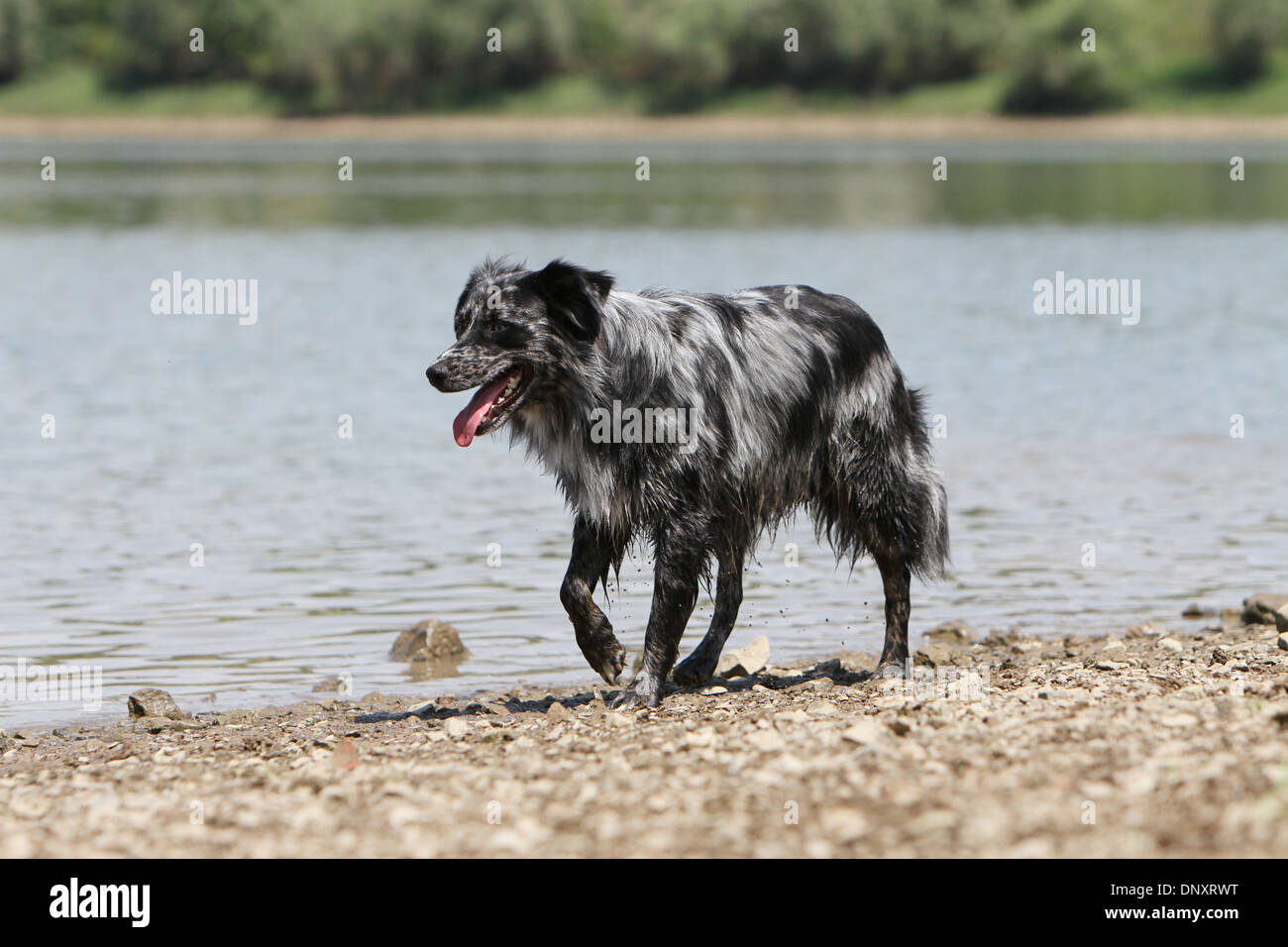 Hund Australian Shepherd / Aussie Erwachsenen zu Fuss am Rande eines Sees Stockfoto