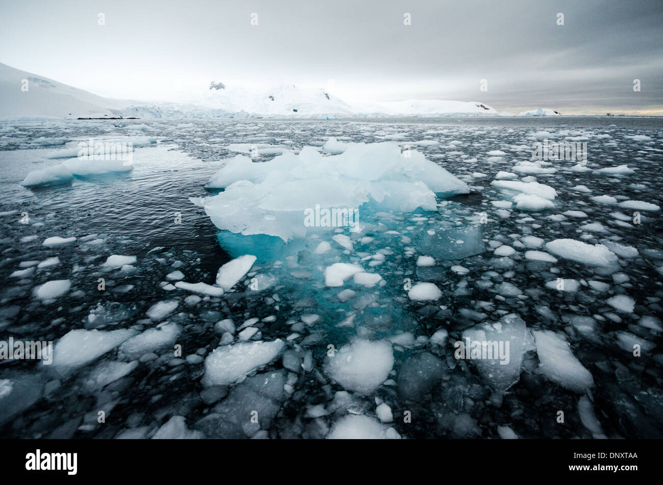 Antarktis - kleine Stücke Eis und brash Eis schweben auf dem Wasser von Curtis Bucht, Antarktis. Weil die salzigen Meerwasser Temperatur bei oder unter dem Gefrierpunkt der Süßwasser-Eis, das Eis bleibt für längere Zeit eingefroren. Stockfoto