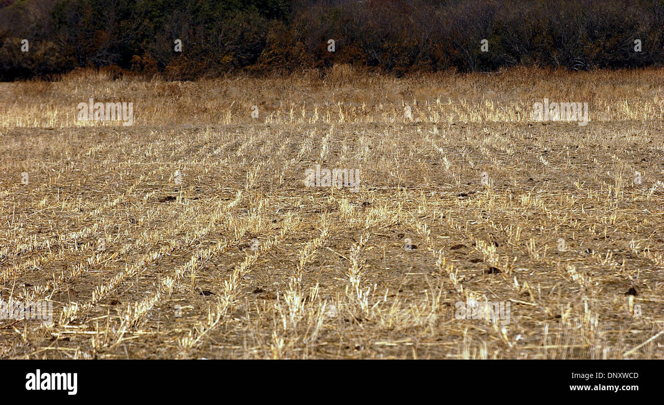 4. Januar 2006; Hannibal, TX, USA; Ein trockenes Feld in der Nähe von Hannibal, TX, im Erath County am 4. Januar 2006. Die Texas Land ist hart geworden und Pflanzen ums Überleben kämpfen. Obligatorische Credit: Foto von Edward A. Ornelas/San Antonio Ex / ZUMA Press. (©) Copyright 2006 von San Antonio Express-News Stockfoto