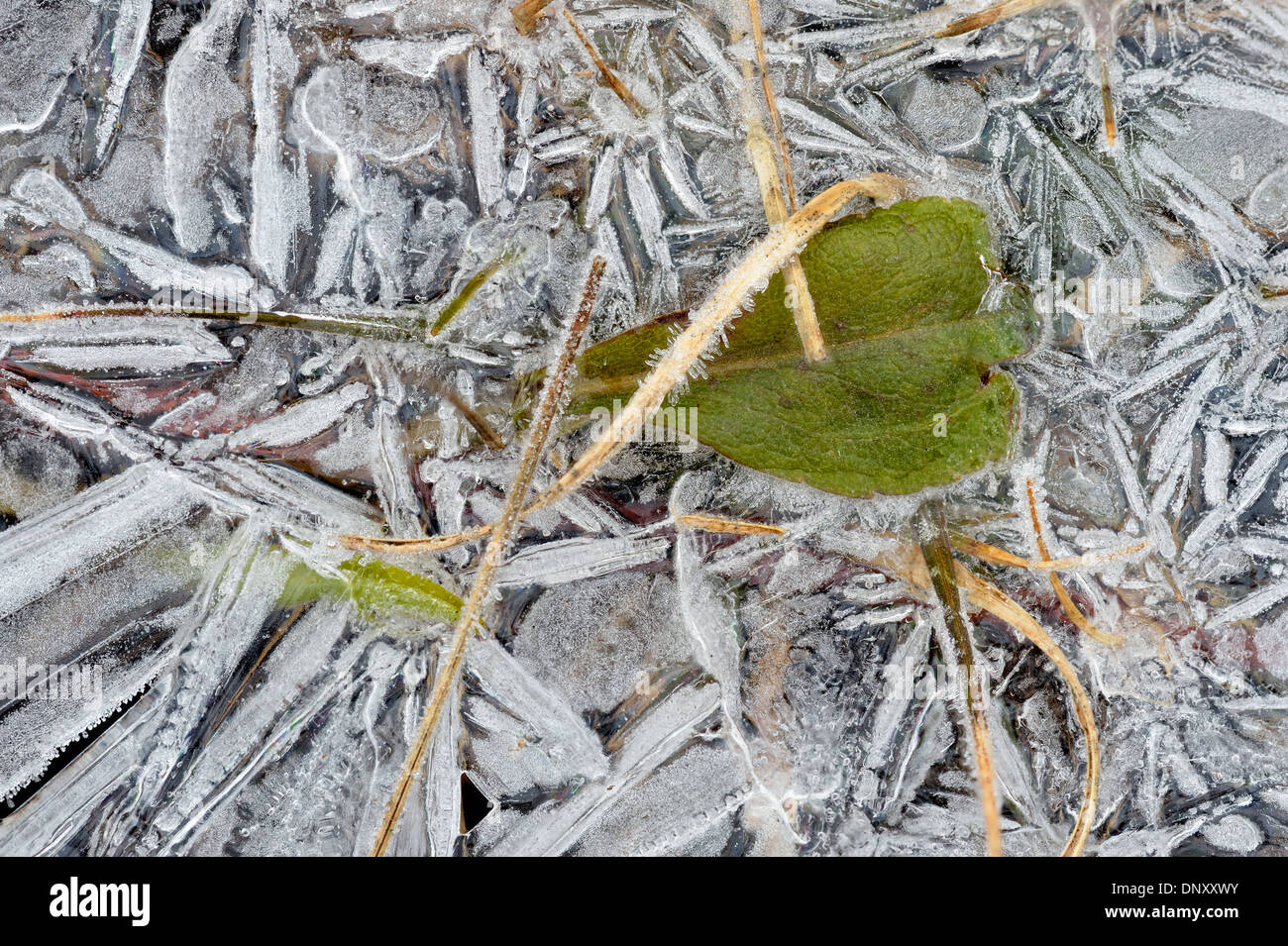 Gefrostet Pfütze Eis mit eingeschlossenen Vegetation, Greater Sudbury, Ontario, Kanada Stockfoto