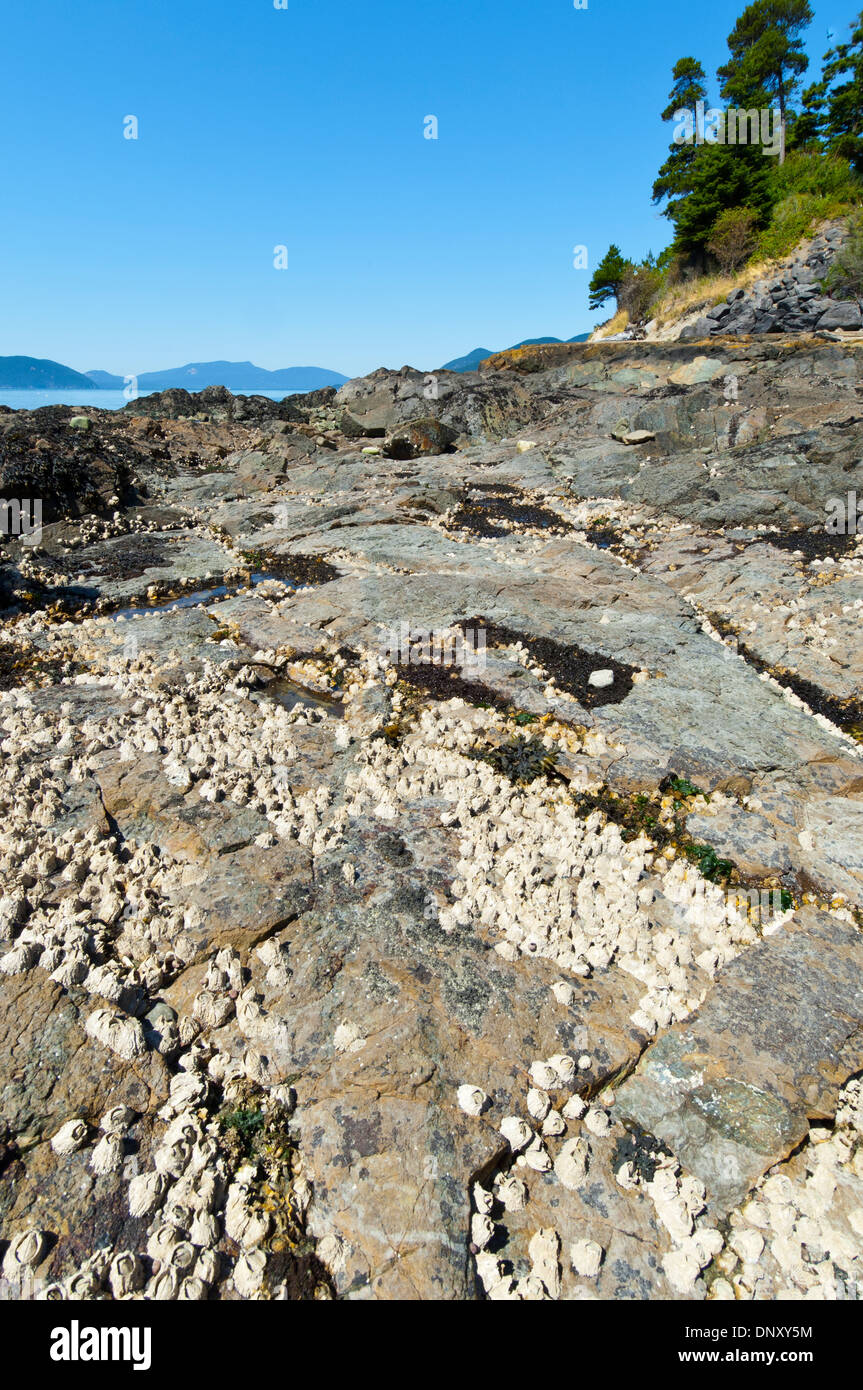 Ebbe am Weststrand im Washington Park, Anacortes, Washington, USA Stockfoto