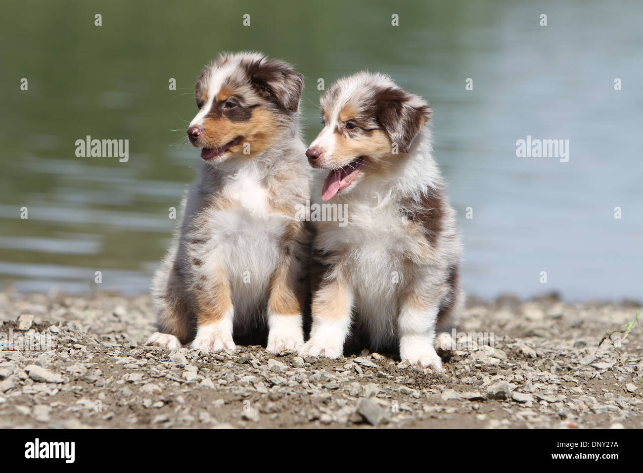 Hund Australian Shepherd / Aussie zwei Welpen (red Merle) sitzen am Rande eines Sees Stockfoto