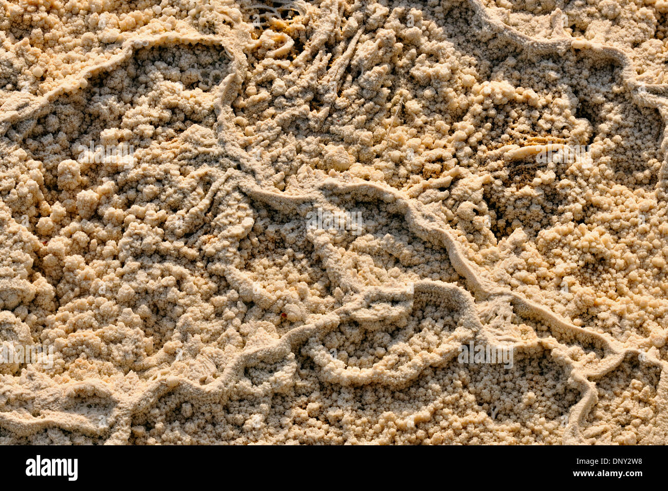 Entombed Cyanobakterien in den oberen Terrassen heißen Quellen am Mammoth, Yellowstone NP, Wyoming, USA Stockfoto