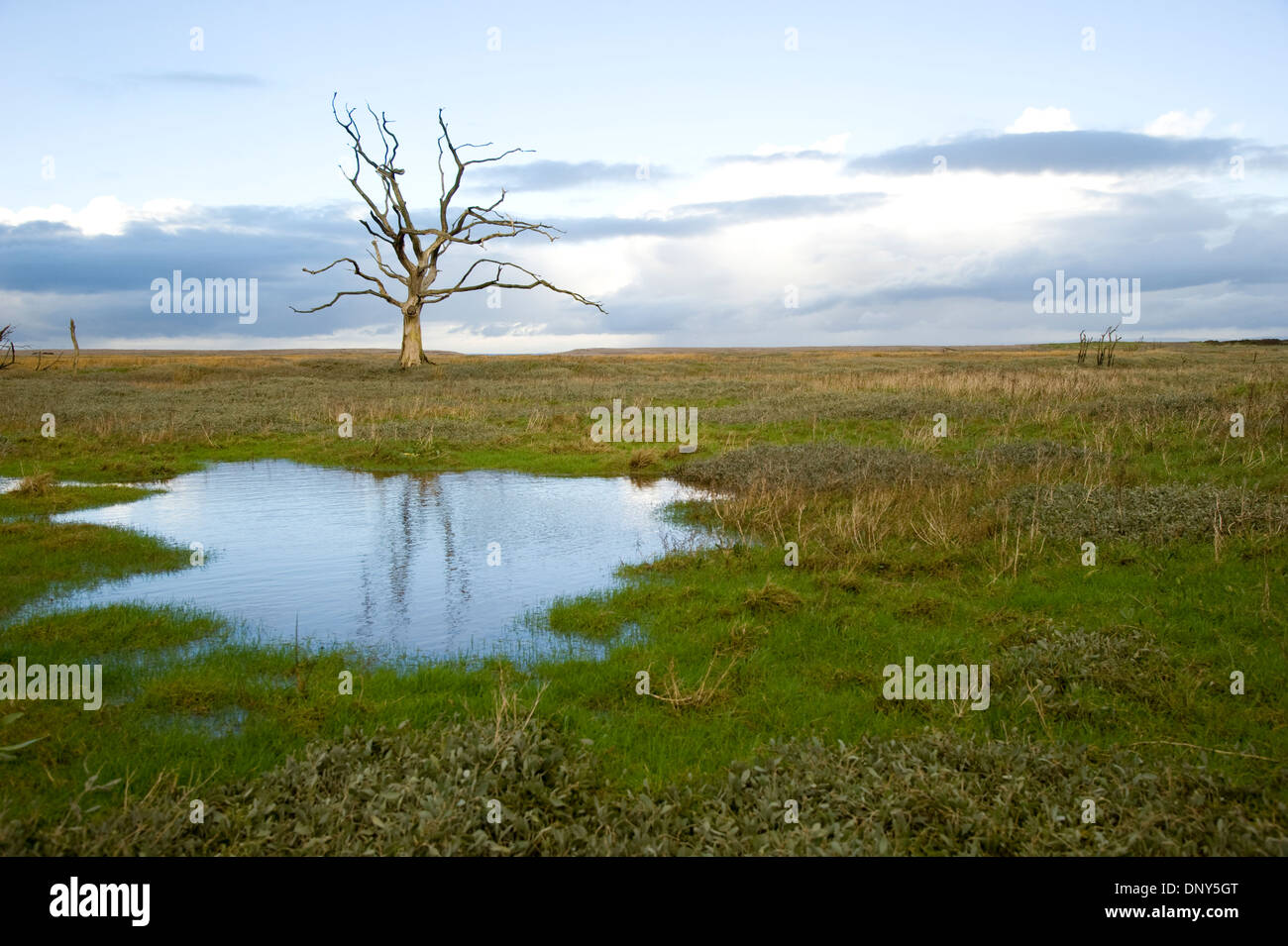 Versteinerte Bäume auf die Sümpfe am Porlock Bucht. Exmoor, Somerset, England Stockfoto