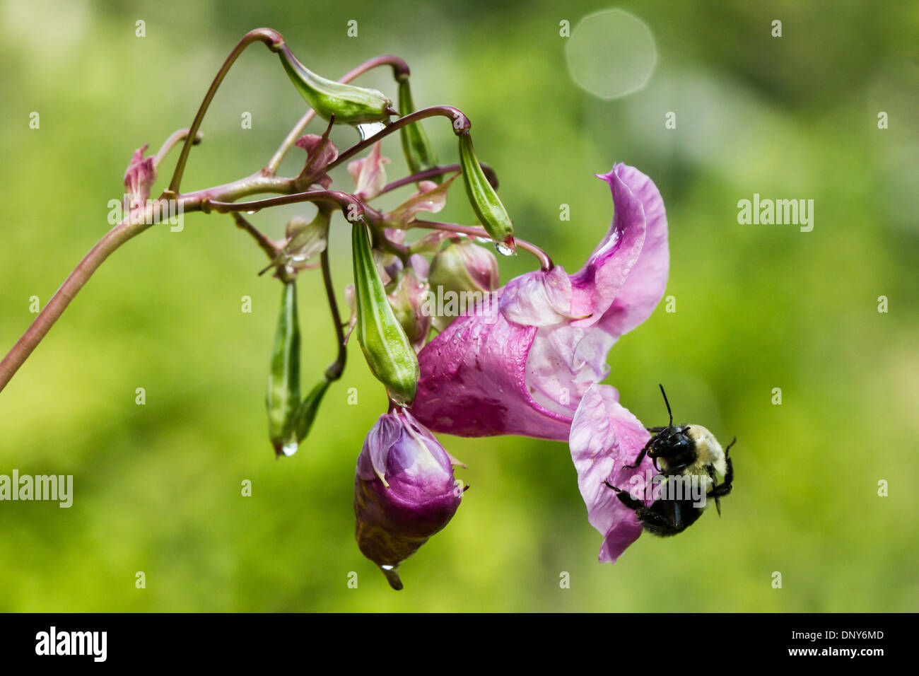 Eine geschäftige Biene bestäubt ein Tau getränkt, rosa Himalaya Impatiens Blume Morgen. Stockfoto