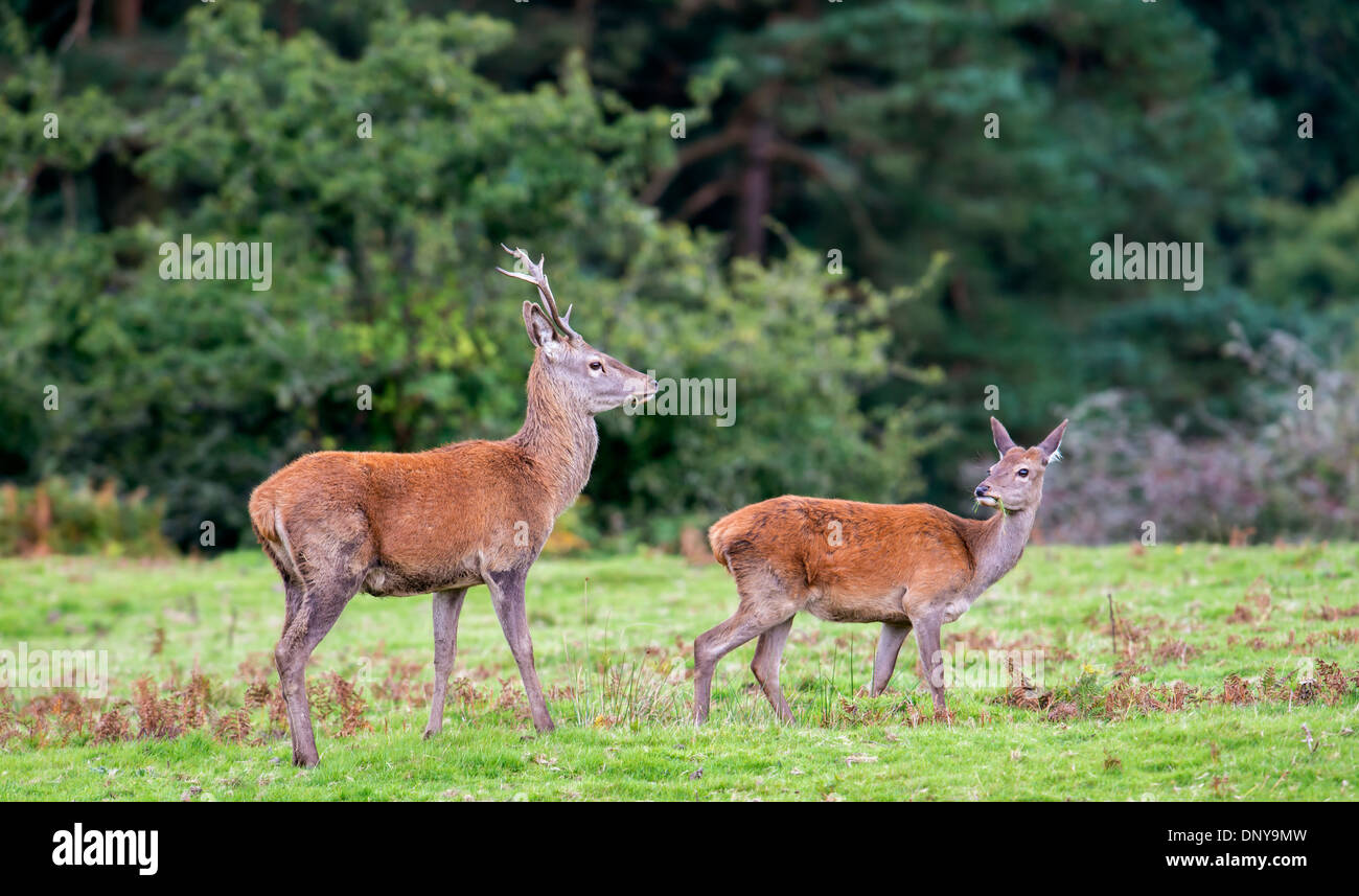 Ein junger Rothirsch Hirsch belästigen einen Hind, während der Brunftzeit. Stockfoto