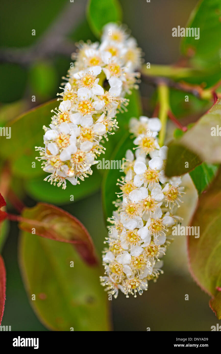 Reitens (Prunus Virginiana) Blume Spitzen, Greater Sudbury, Ontario, Kanada Stockfoto