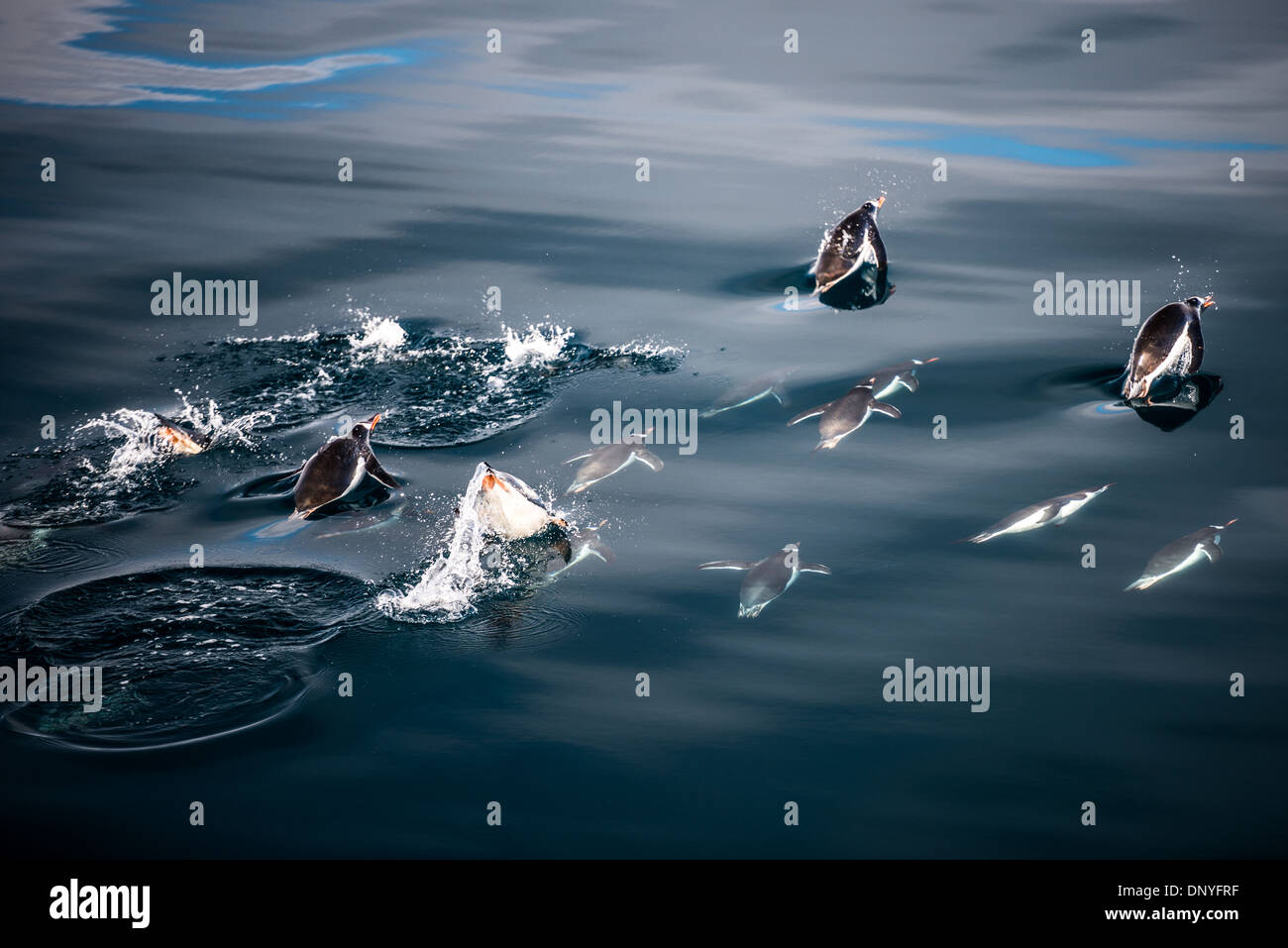 Antarktis - kinnriemen Pinguine fliegen nur unter der Oberfläche des Wassers in den ruhigen Wassern aus Anvers Island in der Antarktis. Von Zeit zu Zeit werden Sie die Oberfläche vor der Pause schnell wieder Bogenschiessen Unterwasser. Stockfoto