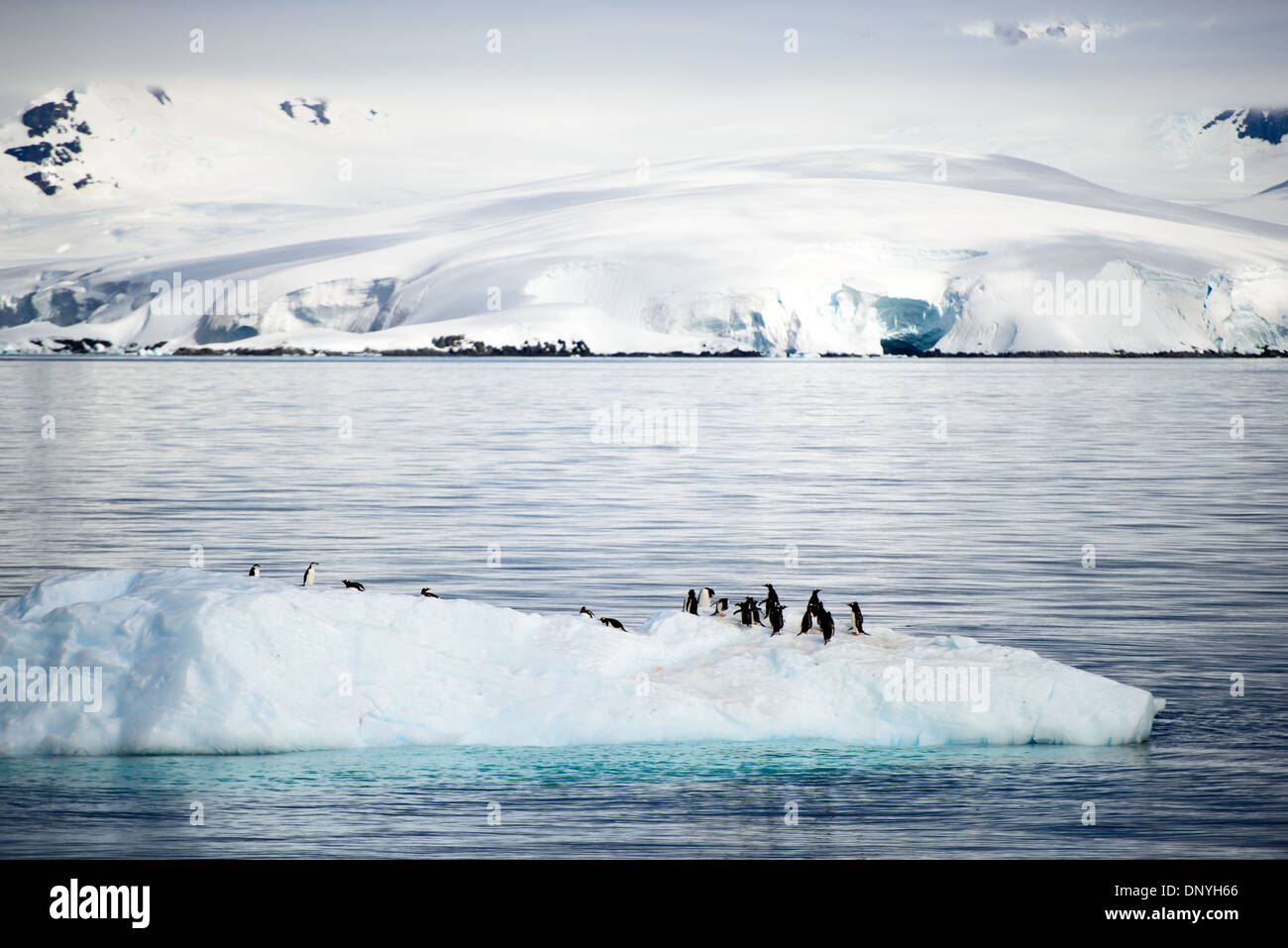 Antarktis - eine Gruppe von Gentoo Penguins fangen eine Fahrt auf einem kleinen Eisbergs in Fournier Bucht neben Anvers Island in der Antarktis. Stockfoto