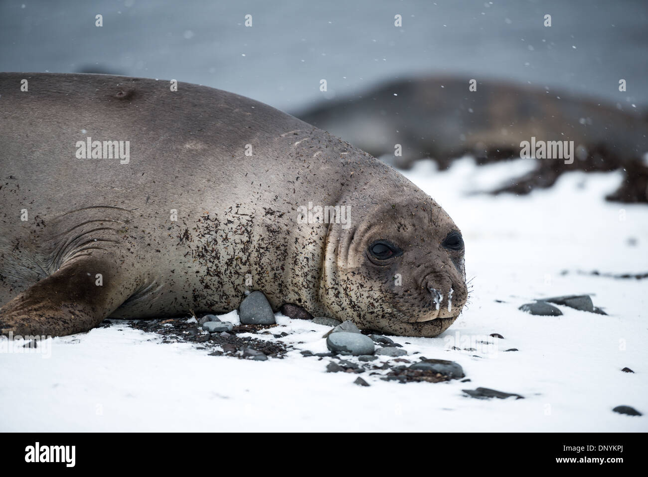 Antarktis - Ein Südlicher See-Elefant liegt im Schnee am Strand auf Livingston Insel im South Shetland Inseln, Antarktis. Stockfoto