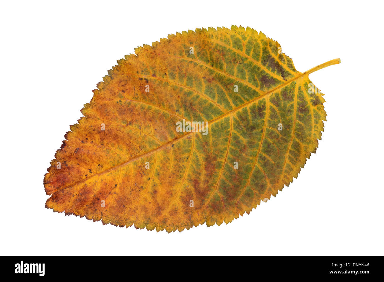 Herbst Blatt der Kirschbaum isoliert auf weiss Stockfoto