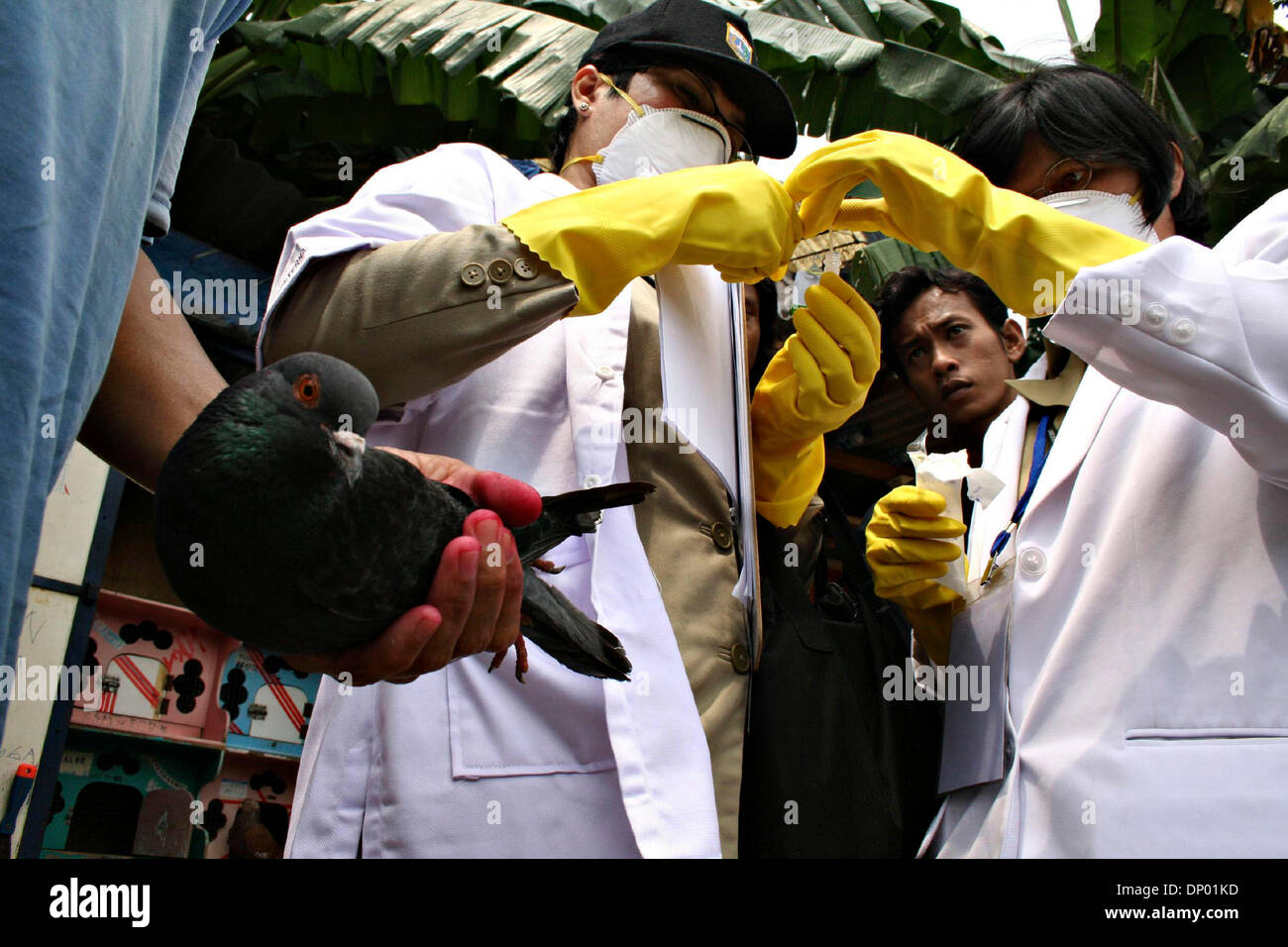 24. Februar 2006; Jakarta, Indonesien; Landwirtschaftlichen Ministeriums für Arbeitnehmer untersuchen Vögel in Utan Kayu Gegend, Jakarta. Ab heute ist die indonesische Regierung fegt der Vögel von Tür zu Tür, traditionelle Märkte und Farmen tun. Durch vor-Ort-Tests Infizierte Vögel getötet werden und innerhalb einer halben Meile Umkreis sowie Vögel. Obligatorische Credit: Foto von Toto Santiko Budi/JiwaF Stockfoto