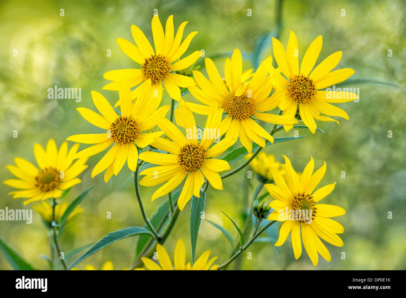 Riesen Sonnenblumen/Tall Sonnenblume Stockfoto