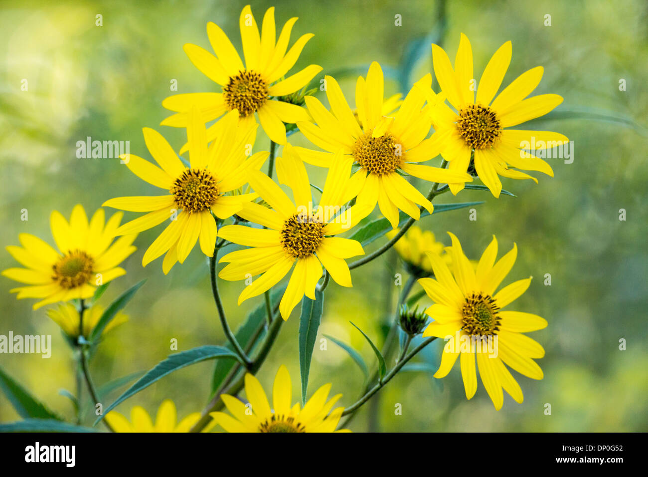 Riesen Sonnenblumen/Tall Sonnenblume Stockfoto