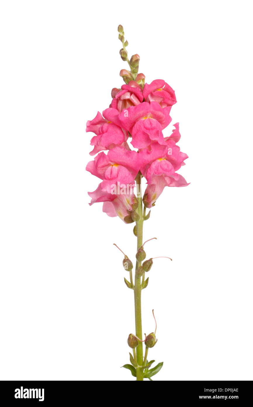 Einzigen Stamm mit rosa Blüten von Löwenmäulchen (Antirrhinum Majus) vor einem weißen Hintergrund isoliert Stockfoto