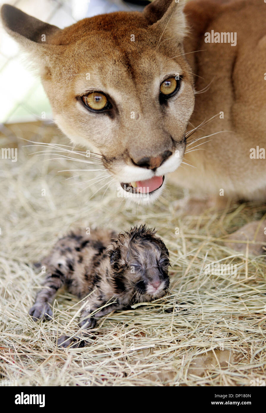 24. April 2006; Die Anbaufläche, FL, USA; Mutter Debbie und ihr zweites Neugeborenes junges. Die stolzen Eltern sind Mutter Debbie, 4, und Vater George, 2.  Das Heiligtum hat insgesamt 20 verschiedenen Katzen zum jetzigen Zeitpunkt (22 rechnet man die zwei neuen Welpen).  Ein Panther Arbeit kann bis zu 24 Stunden dauern, so dass es noch weitere Geschwister auf dem Weg.  Obligatorische Credit: Foto von Richard Graulich/Pal Stockfoto