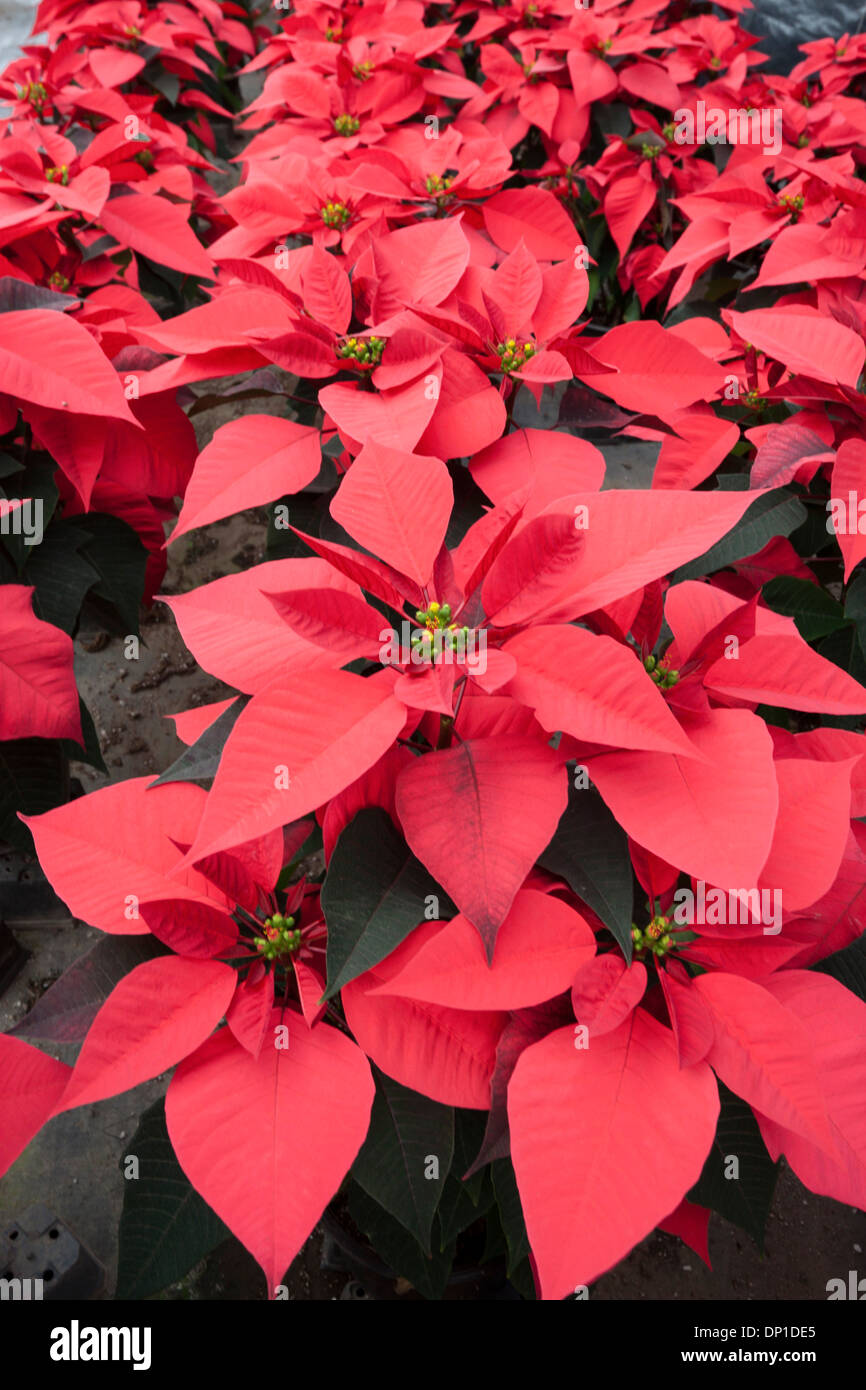 Klassische Blumen Weihnachten Sagte Der Weihnachtsstern