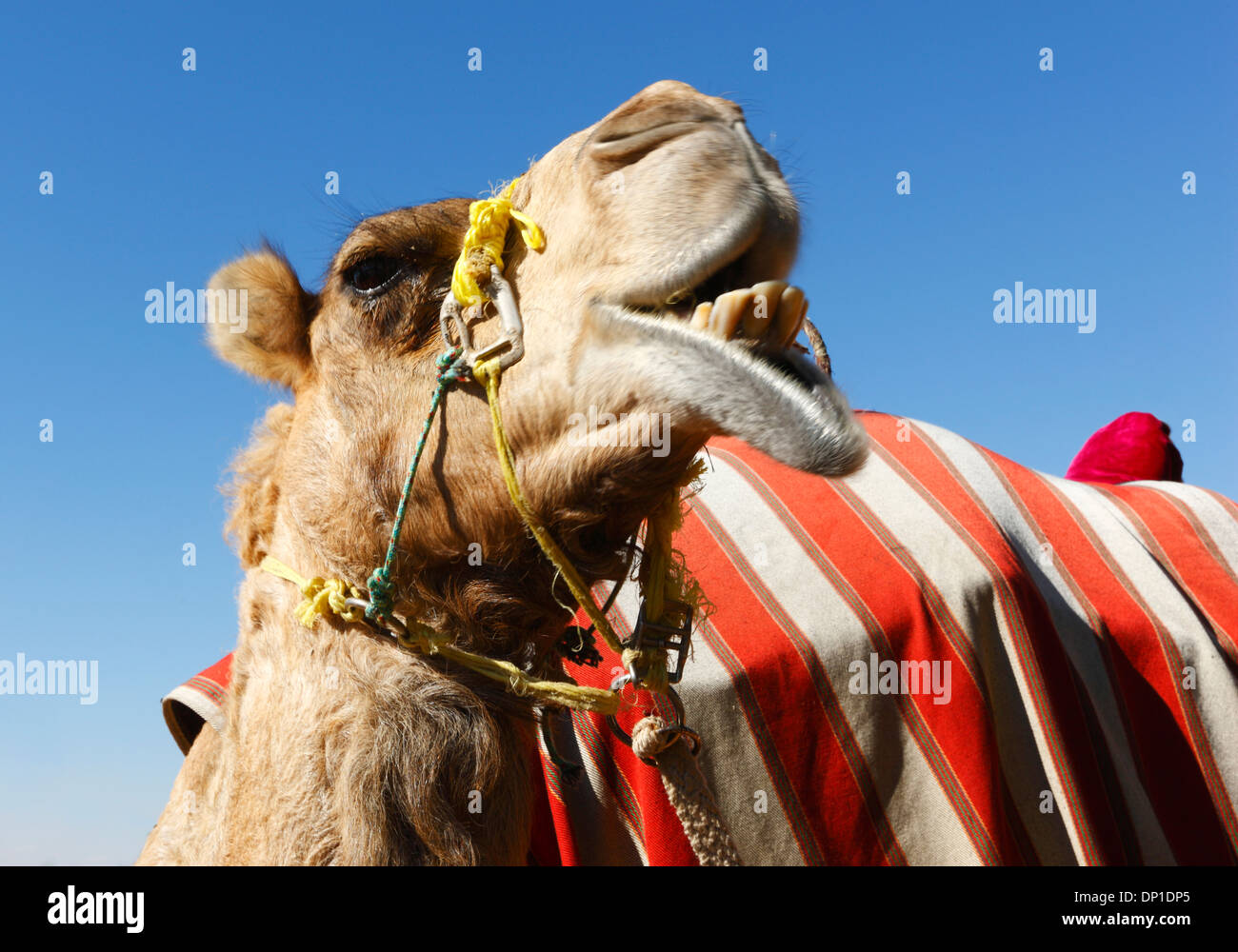 Kamel Kopf Nahaufnahme Stockfoto