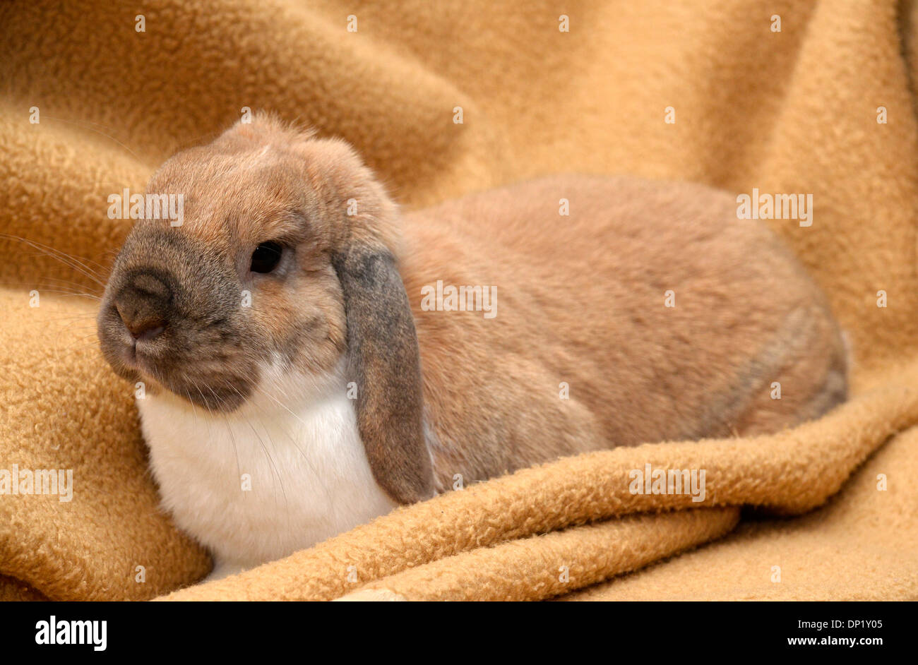 Hängeohrigen Kaninchen, Dwarf Lop sitzt auf einer Decke Stockfoto