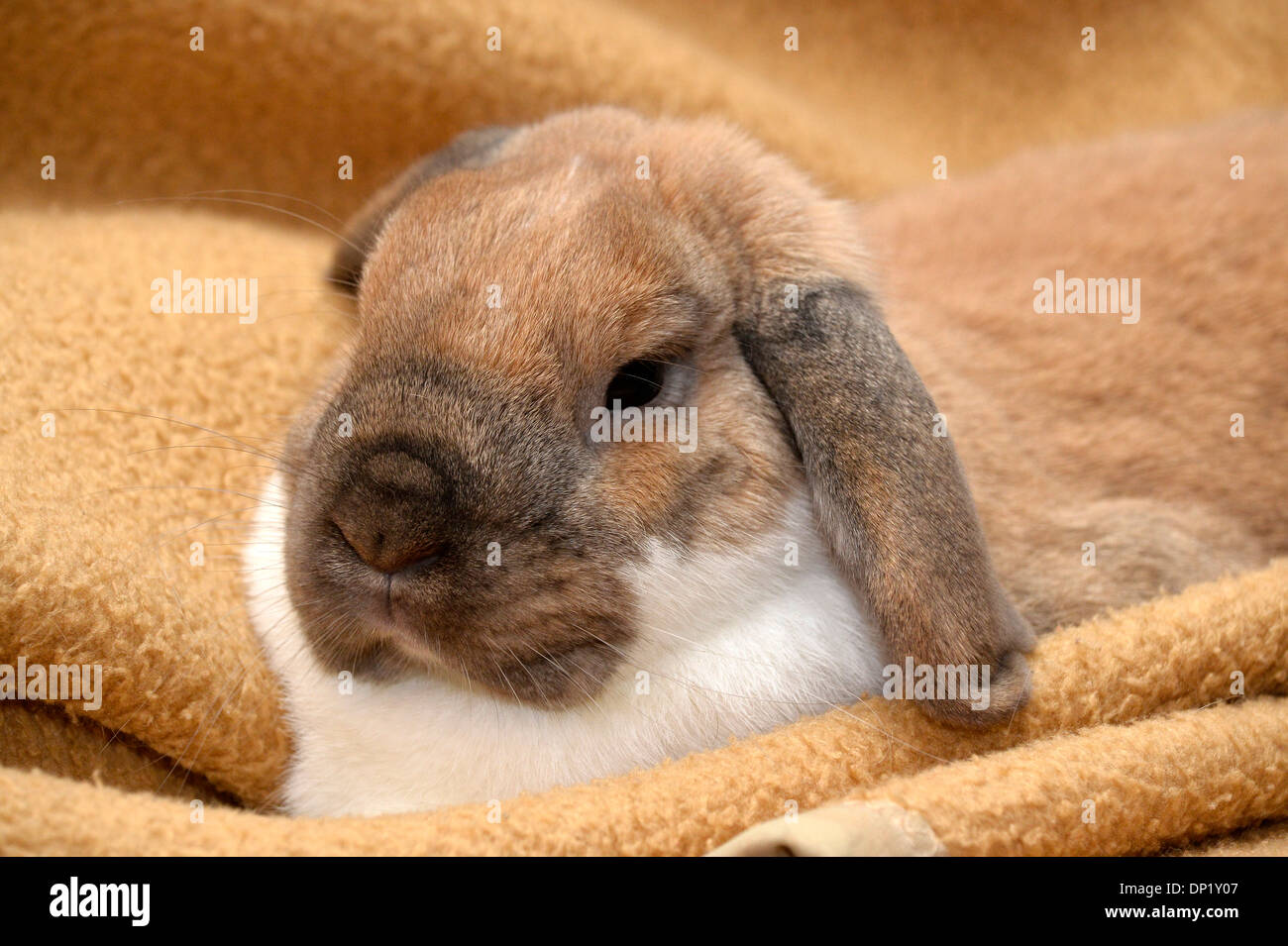 Hängeohrigen Kaninchen, Dwarf Lop sitzt auf einer Decke Stockfoto
